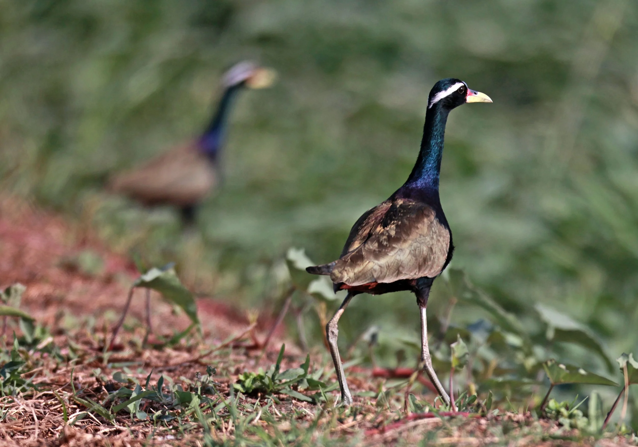 JACANA - BRONZE-WINGED JACANA - Metopidius indicus - THAP YAO RICE FIELDS LAT KRABANG 23 November 2024 (17).jpg