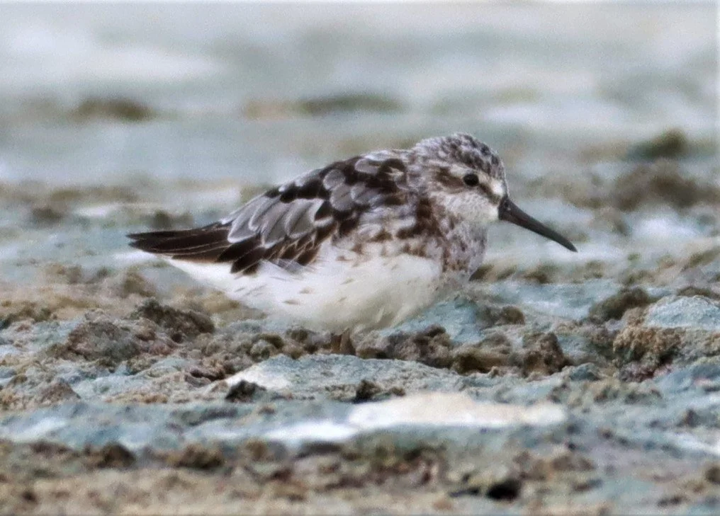 SANDPIPER - BROADBILL SANDPIPER - Calidris falcinellus - Salt pans west of Bang Pakong River (5).jpg
