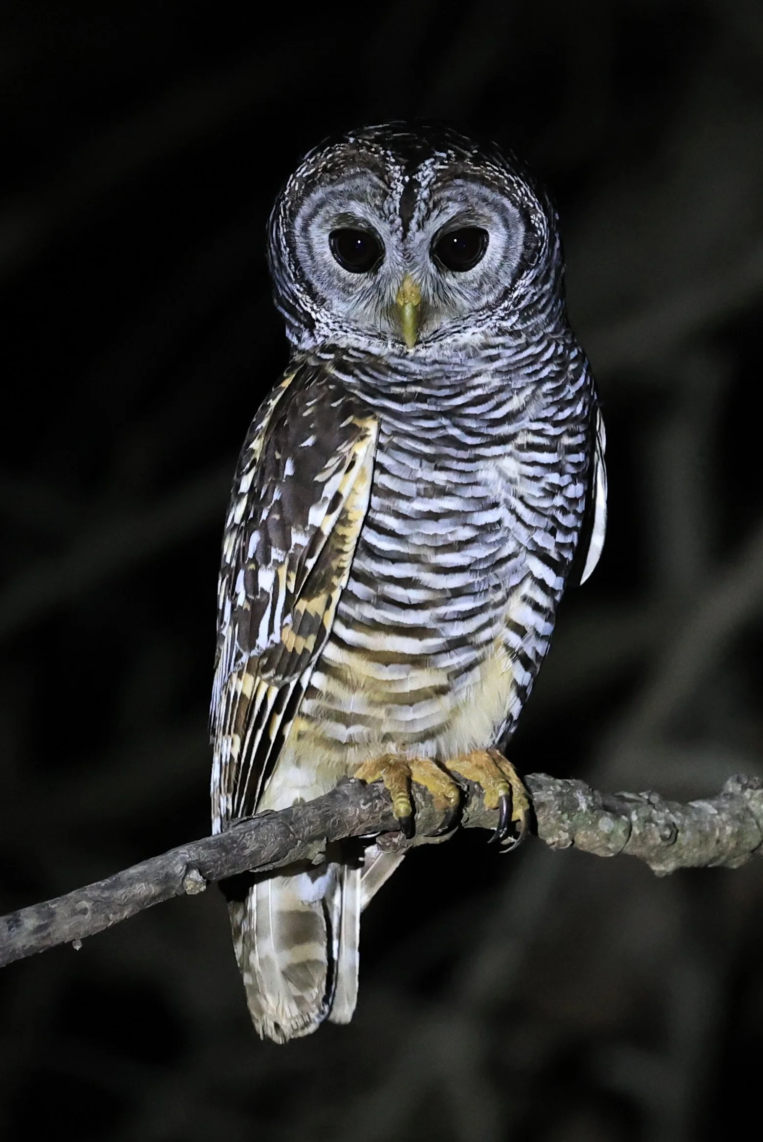 Chaco Owl (Strix chacoensis) Reserva Nueland  Selva Serena (4).jpg