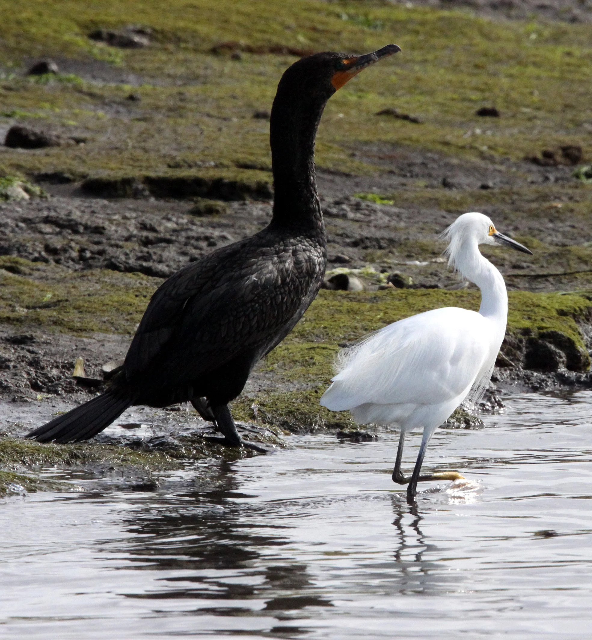 EGRET - SNOWY EGRET - Egretta thula - ELKHORN SLOUGH CALIFORNIA (3).JPG