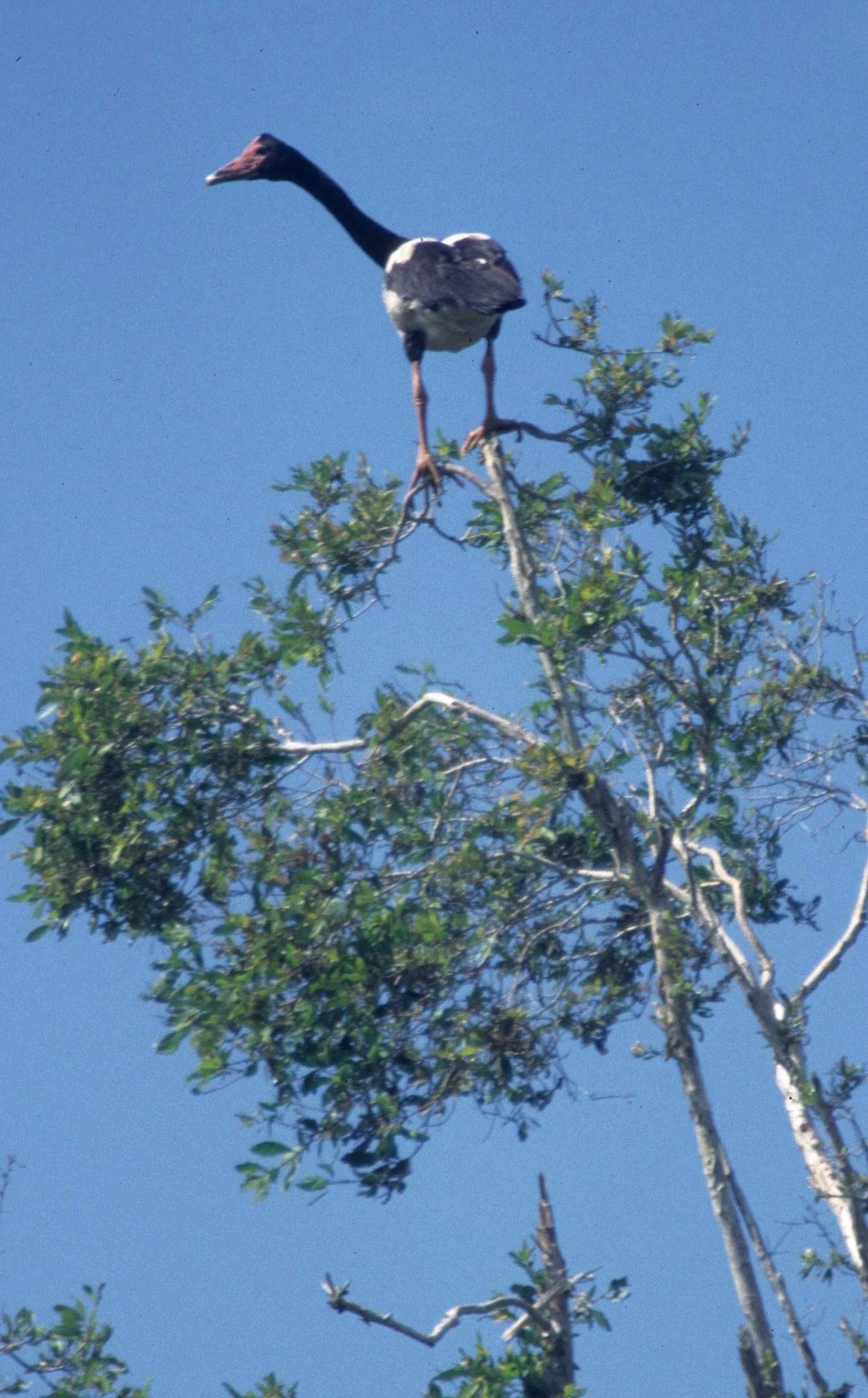 BIRD - GOOSE - MAGPIE GOOSE - KAKADU NP A.jpg