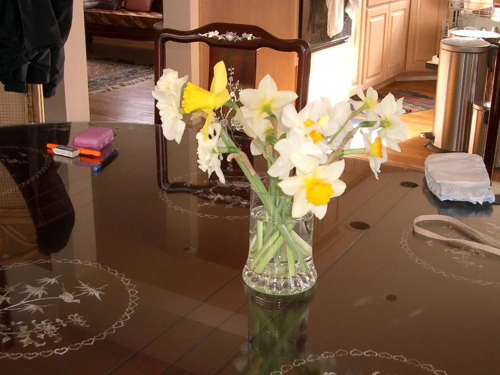 2004-2-13 DAFFODILS.JPG