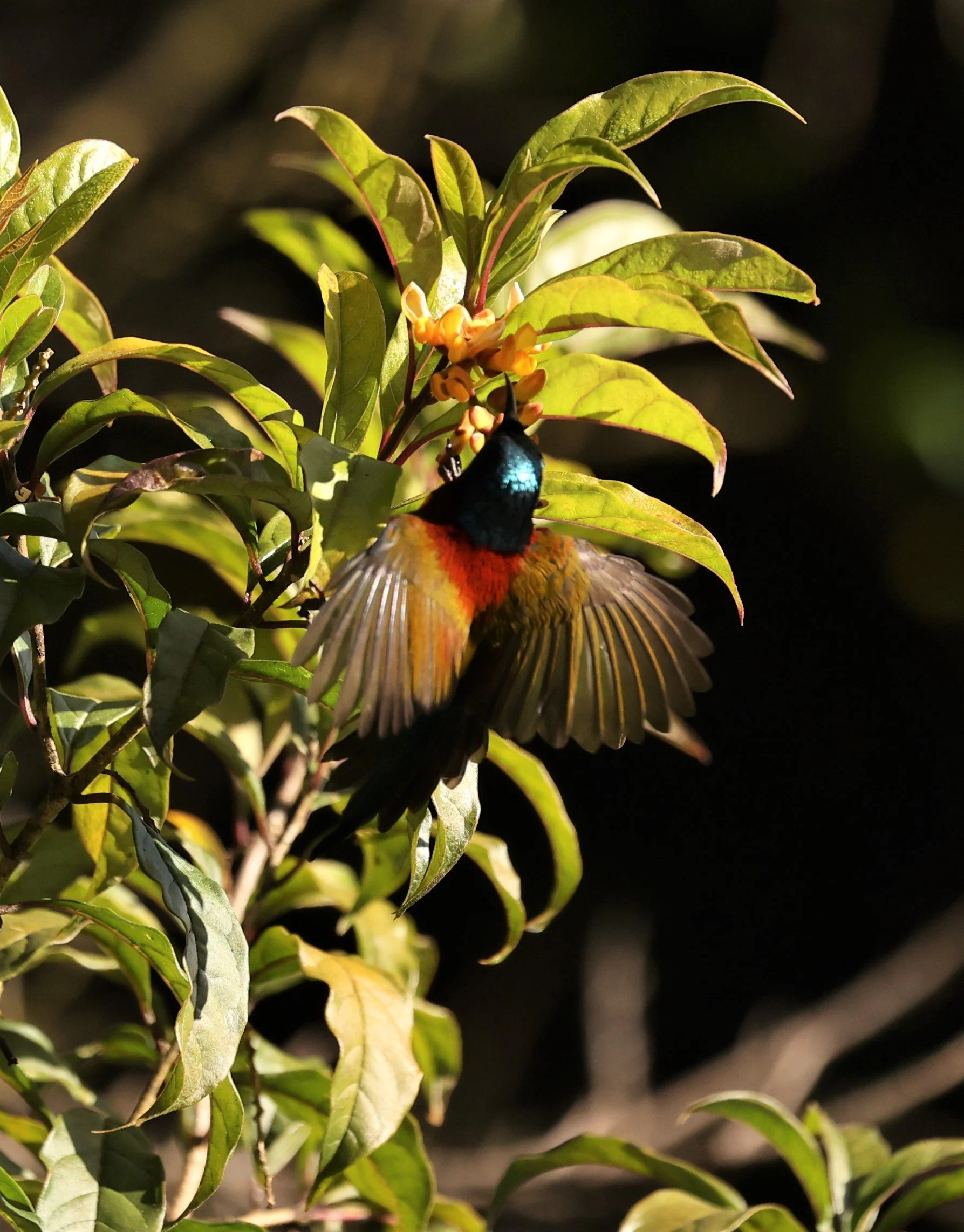 SUNBIRD - DOI INTHANON GREEN-TAILED SUNBIRD - Aethopyga nipalensis angkanensis - DOI INTHANON NP CHIANG MAI, DEC 2021 (30).jpg
