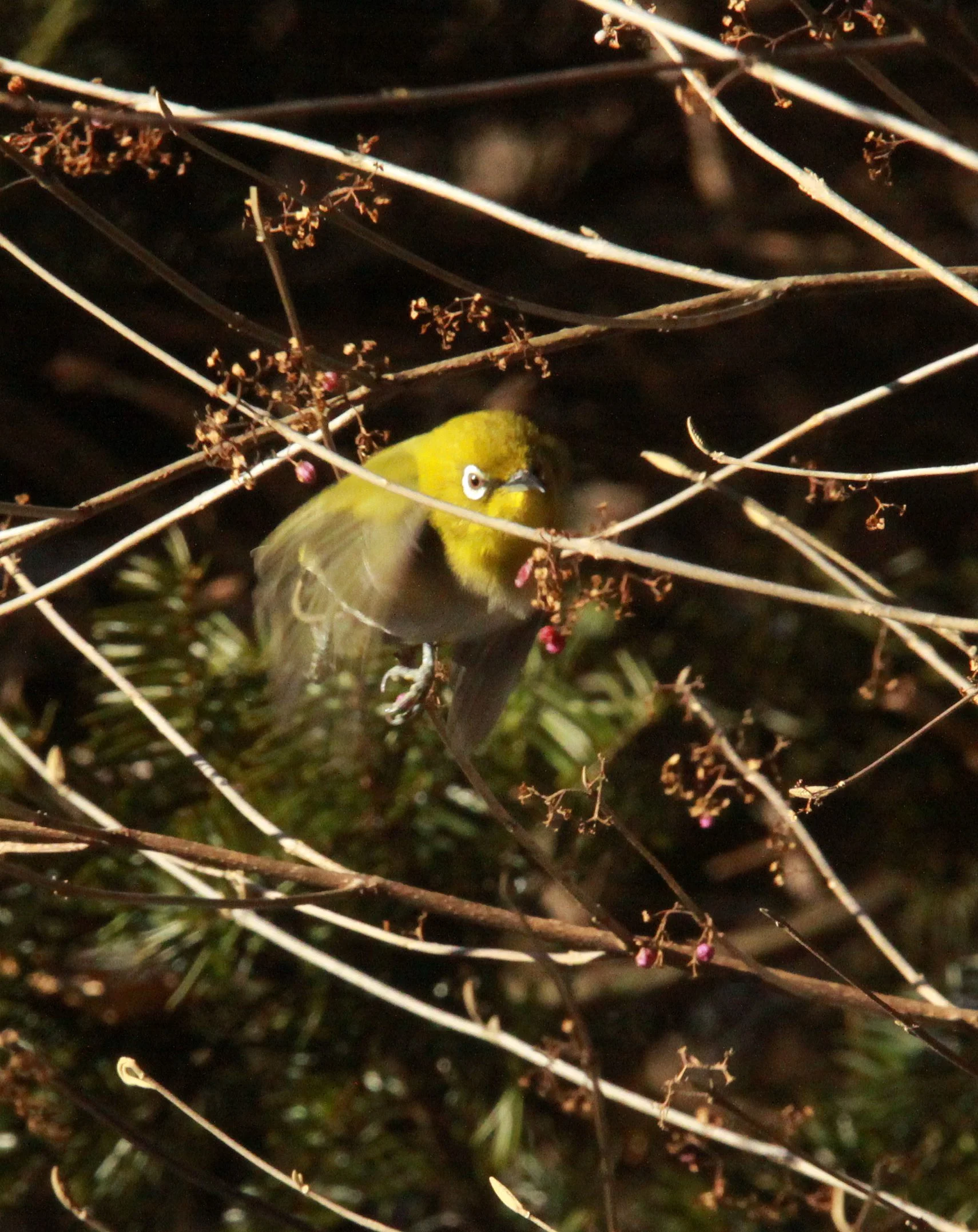 BIRD - WHITE-EYE - JAPANESE WHITE-EYE - SHIOBUTSU ONSEN KARUIZAWA JAPAN (20).JPG