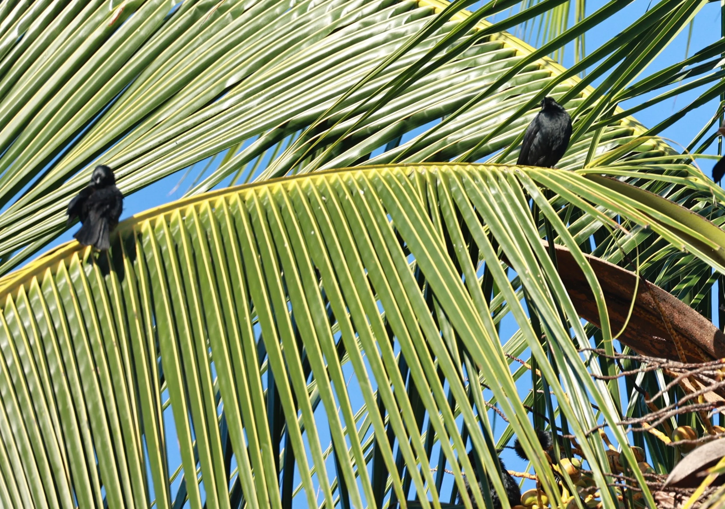 Blackbird - Chopi Blackbird - Gnorimopsar chopi - Illeus, Bahia Brazil, Una Township Area (3).JPG