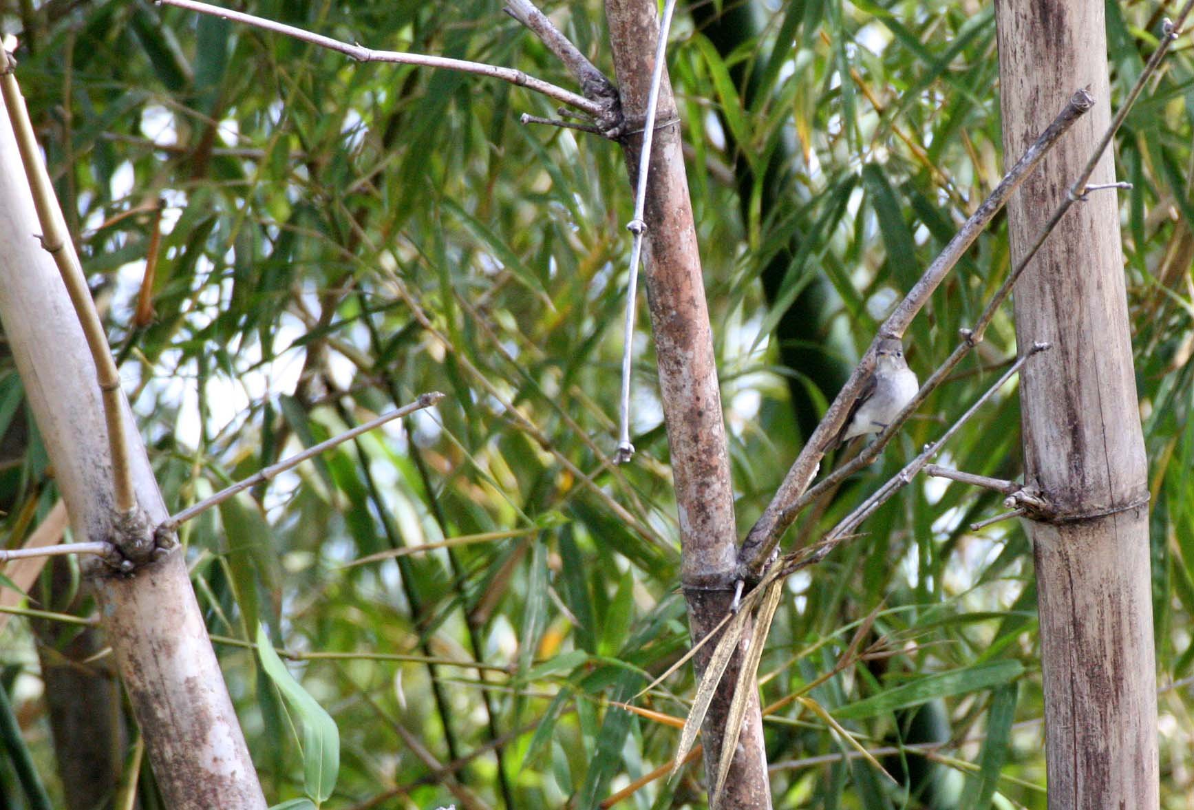 BIRD - FLYCATCHER - ASIAN BROWN FLYCATCHER - KHAO YAI THAILAND - MUSCICAPA DAURICA.JPG