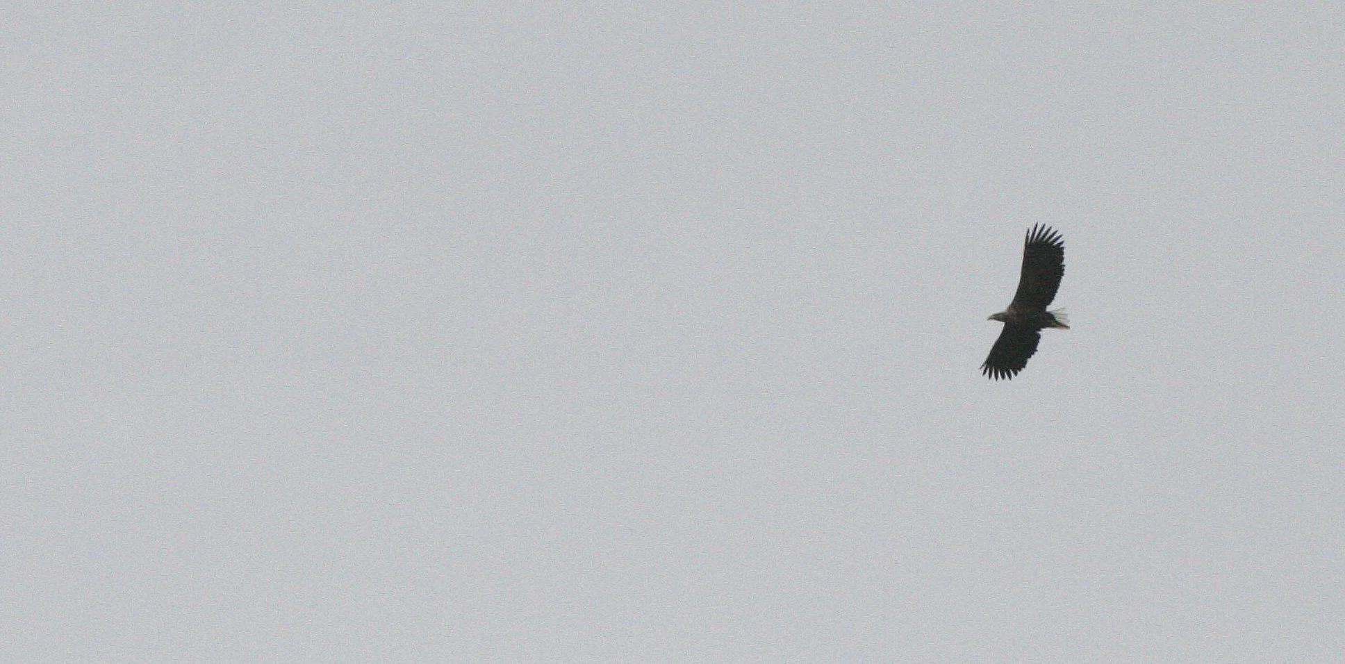 Haliaeetus albicilla - WHITE-TAILED SEA EAGLE - NEAR ALTA NORWAY (1).jpg