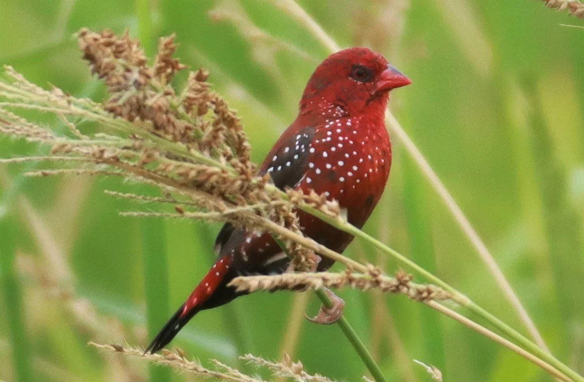 RED AVADAVAT - Amandava amandava - LAD KRABANG  THAP YAO RICE FIELDS AUGUST 14 2021 (31).jpg