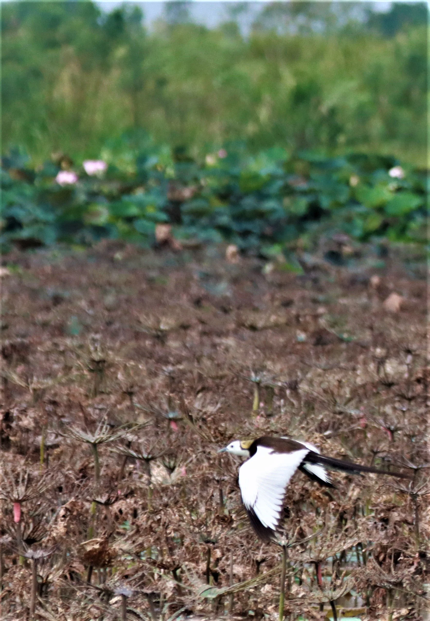 JACANA - PHEASANT-TAILED JACANA - Hydrophasianus chirurgus - BUENG BORAPHET NAKHON SAWAN AUGUST 2021 (30).jpg