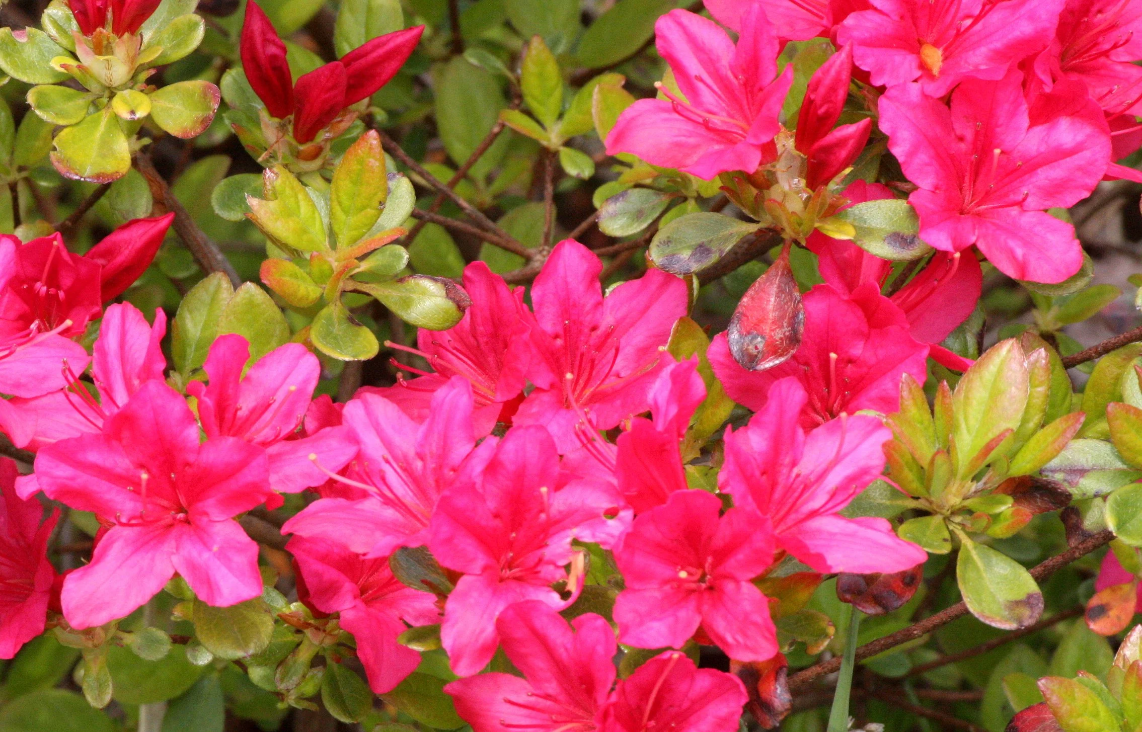 ERICACEAE - RHODODENDRON ALBRECHTI - Murasaki-yashio-tsutsuji - JAPANESE  RHODODENDRON - SHIMOKITA PENINSULA JAPAN (4).JPG