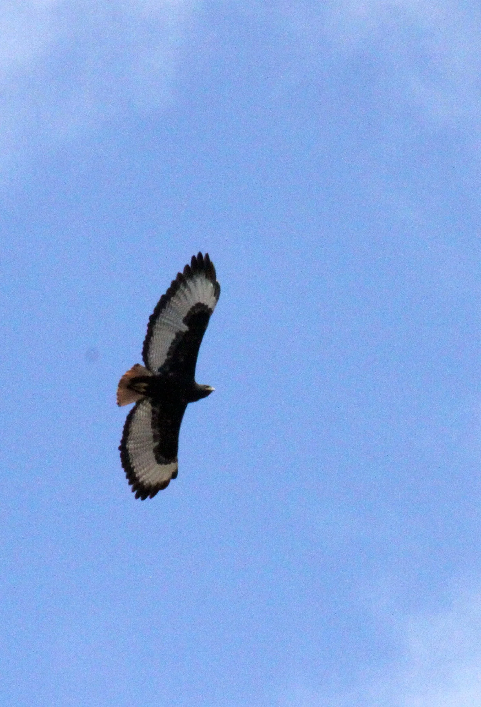 Buteo augur - AUGUR BUZZARD - DARK MORPH - BALE MOUNTAINS NATIONAL PARK ETHIOPIA  (4).JPG