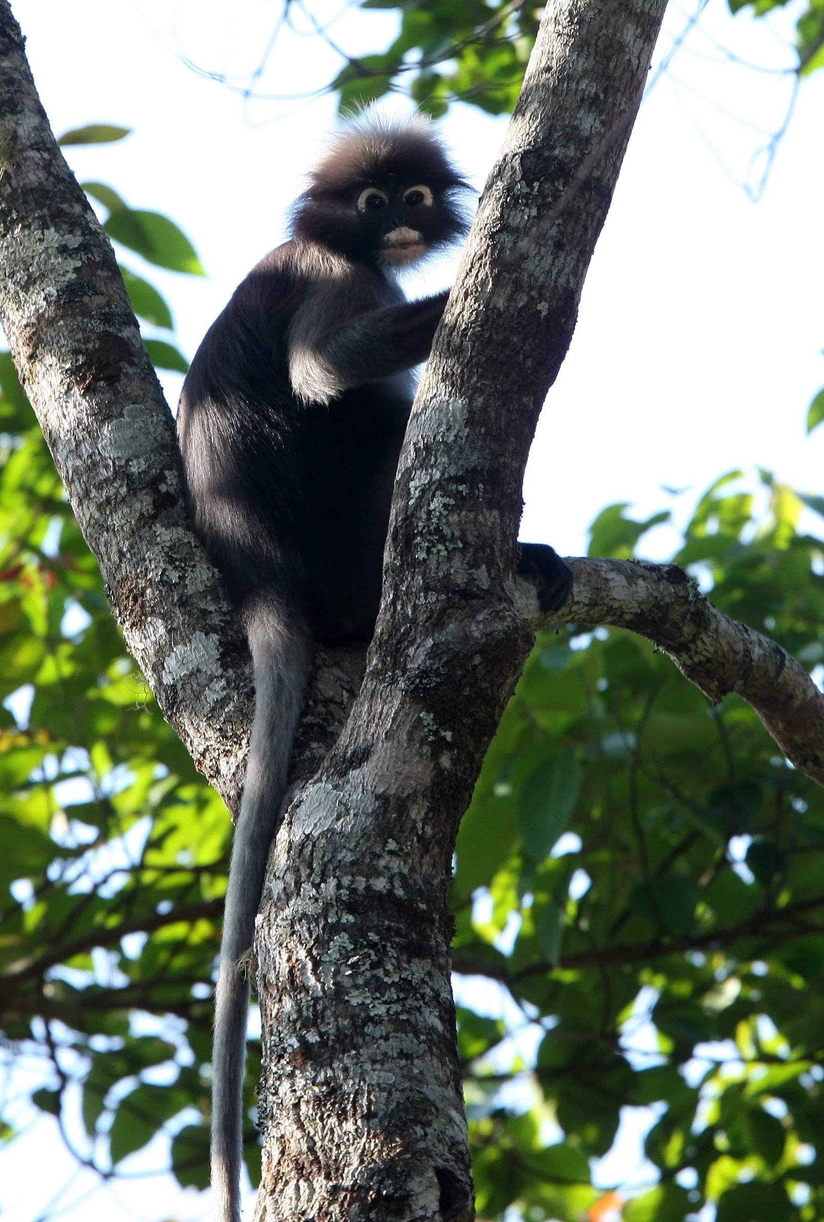 CERCOPITHECIDAE - Trachypithecus obscurus flavicauda - BLOND-TAILED (DUSKY) LANGUR - KAENG KRACHAN NP THAILAND (62).JPG