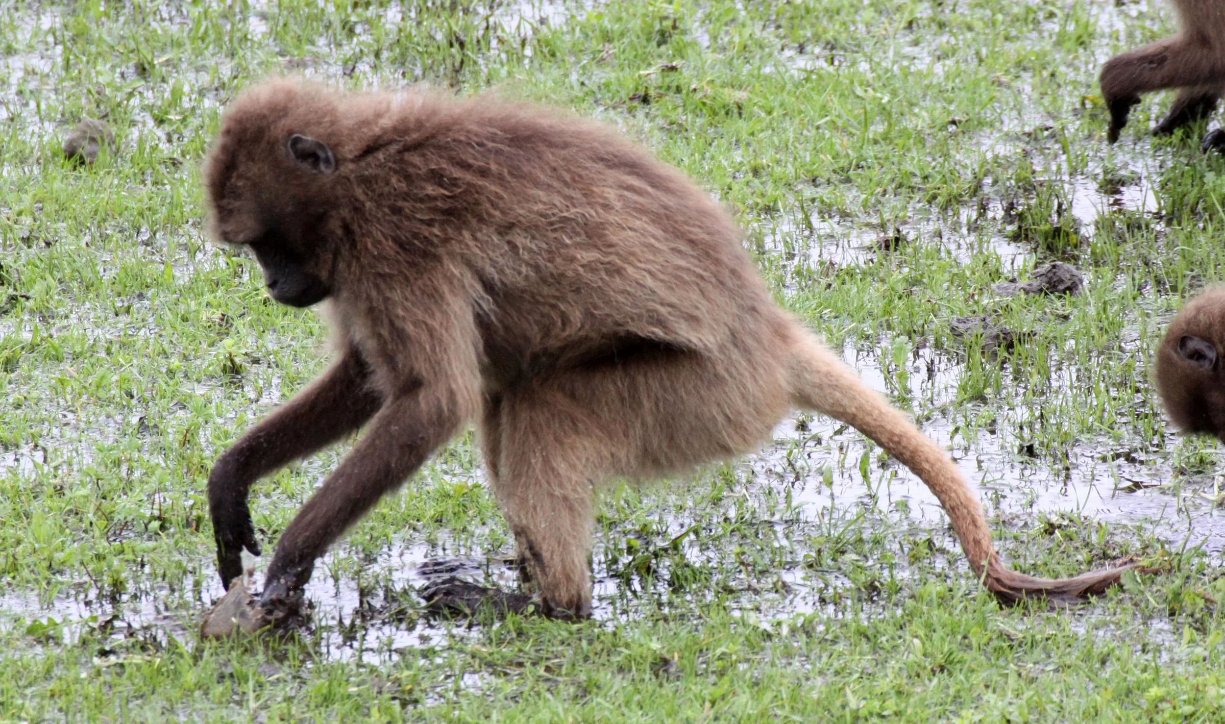 CERCOPITHECIDAE - Theropithecus gelada - GELADA - SIMIEN MOUNTAINS NATIONAL PARK ETHIOPIA (1427).JPG