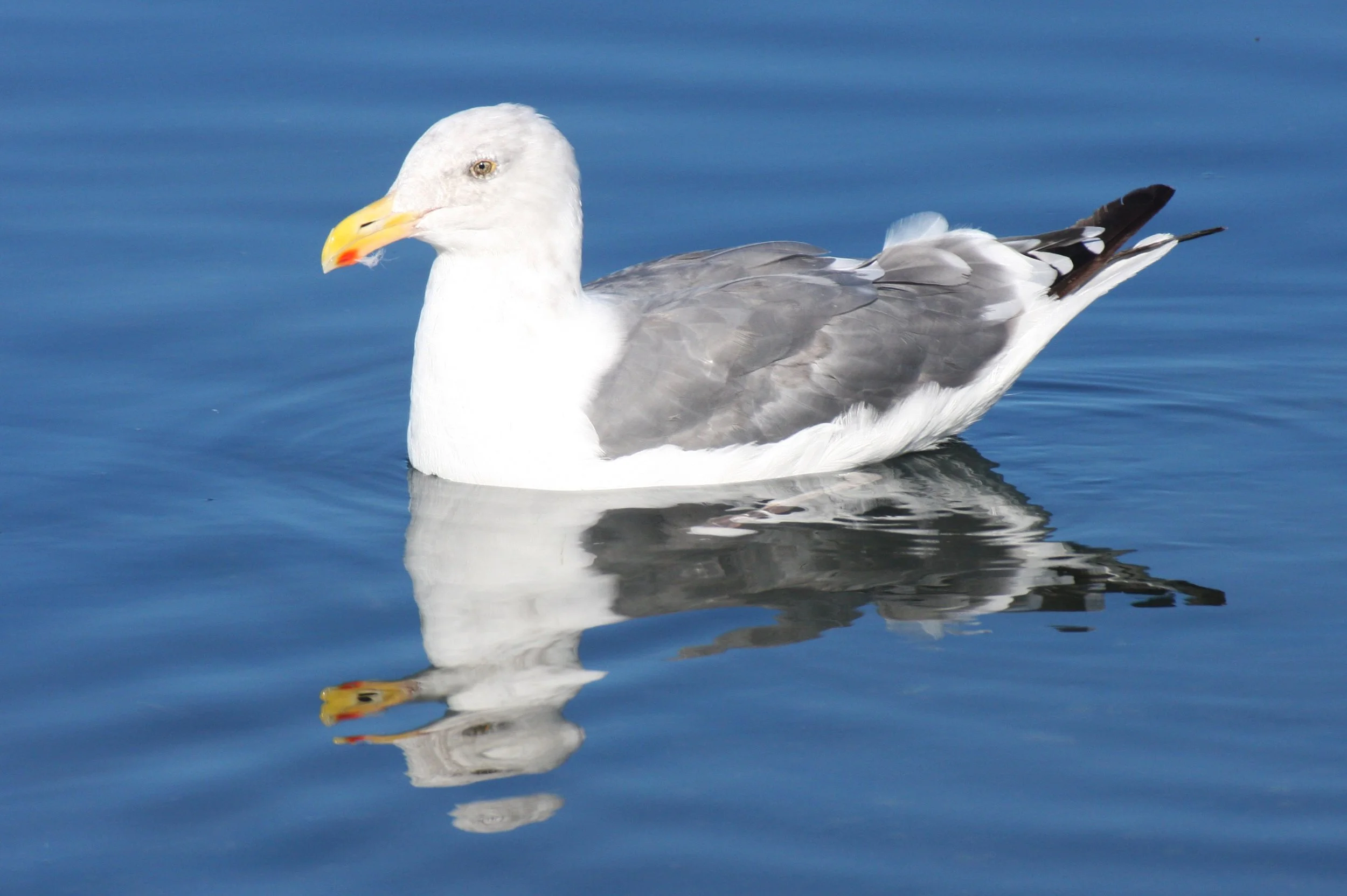 BIRD - GULL - WESTERN GULL - SEQUIM BAY (4).JPG