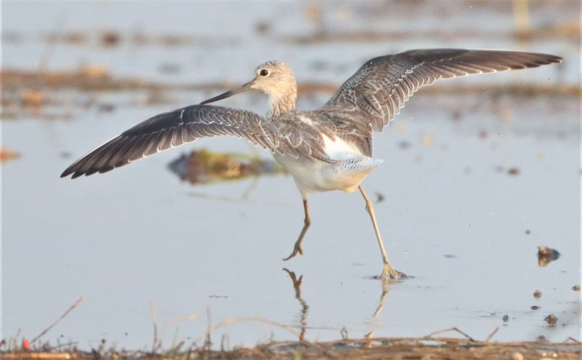GREENSHANK - COMMON GREENSHANK - Tringa nebular (6).jpg