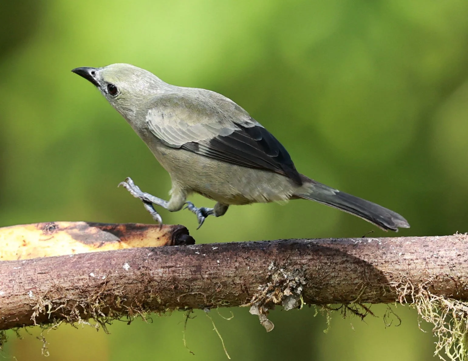 Tanager - Palm Tanager - Thraupis palmarum - Mindo, Ecuador - Chocoan Lowlands and Valley (10).jpg