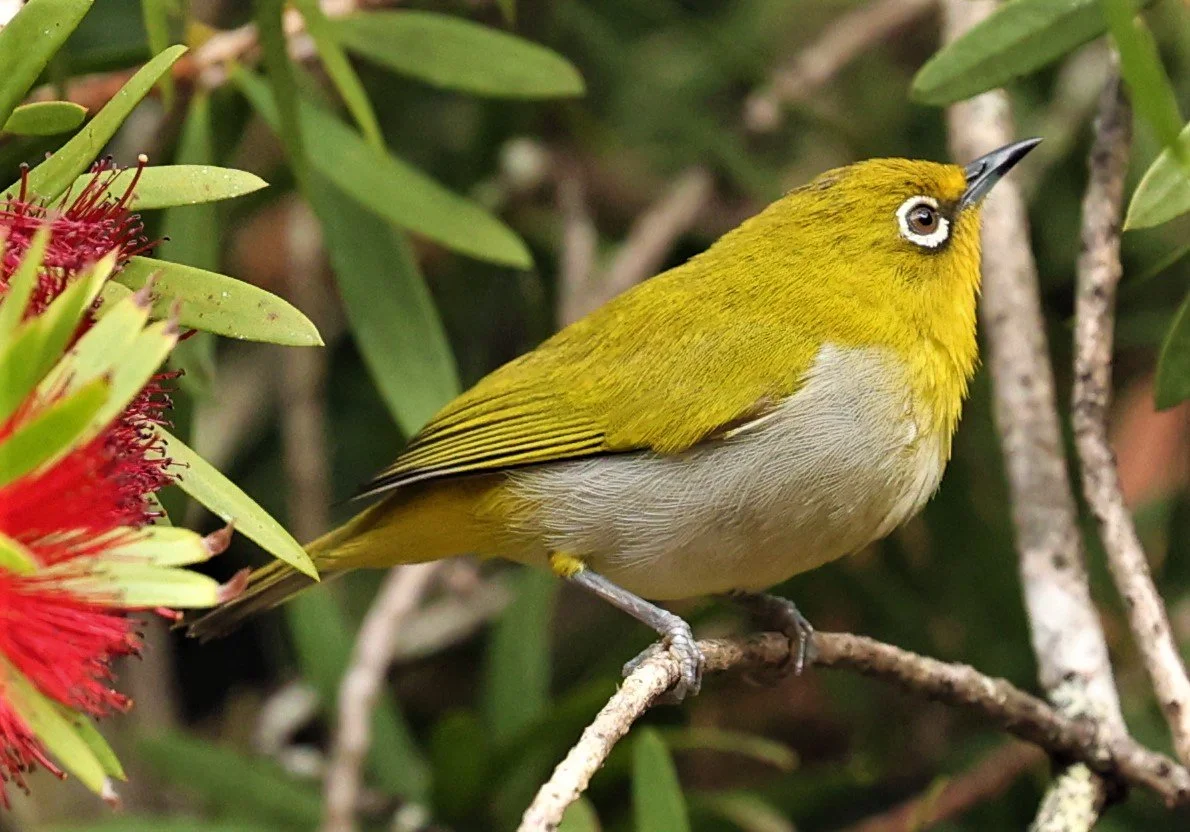 Indian White-eye (Zosterops palpebrosus) Doi Ang Kang Chiang Mai (33).jpg