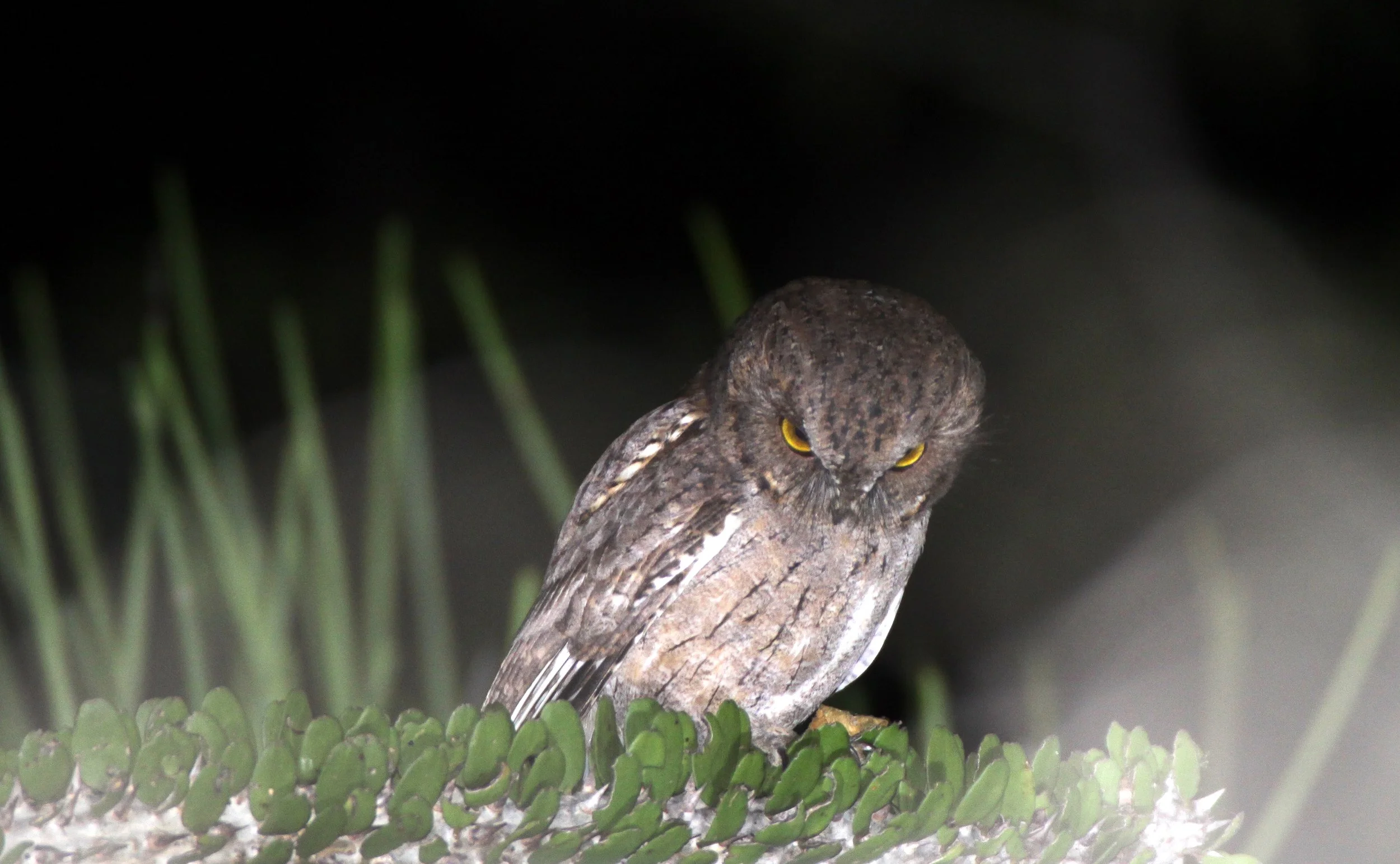 Otus rutilus - MADAGASCAR SCOPS OWL - ANDOHAHELA NATIONAL PARK MADAGASCAR (4).JPG
