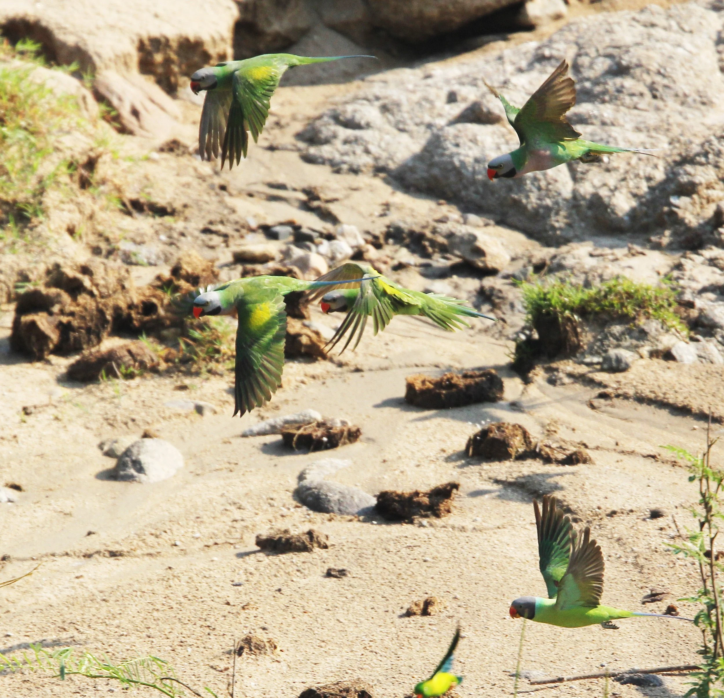 BIRD - PARAKEET - RED BREASTED, GREY-HEADED PARAKEETS & VERNAL HANGING PARROT -  HUAI KHA KHAENG NATURE RESERVE - THAILAND (41).jpg