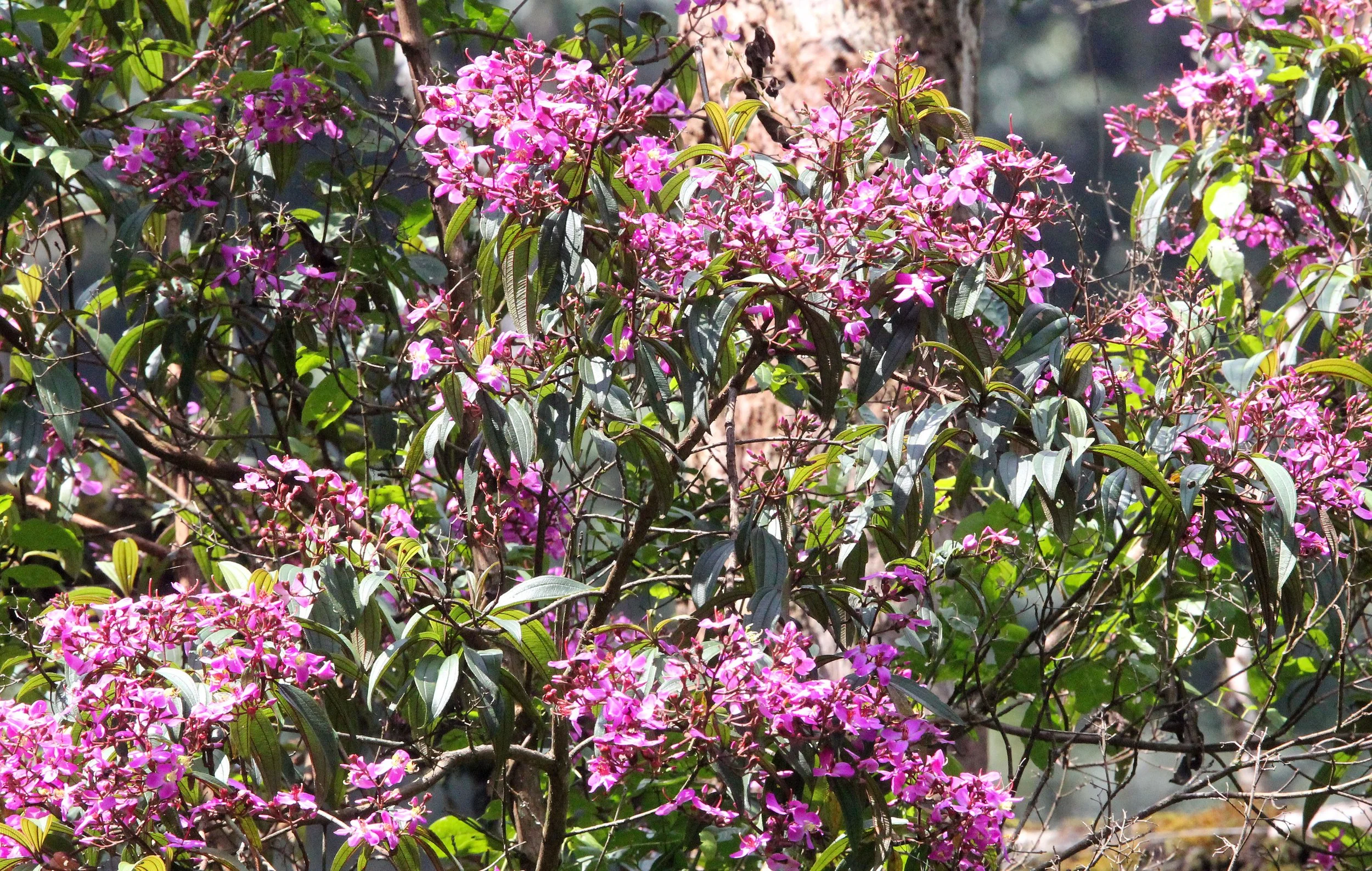 NYUNGWE NATIONAL PARK RWANDA (168).JPG