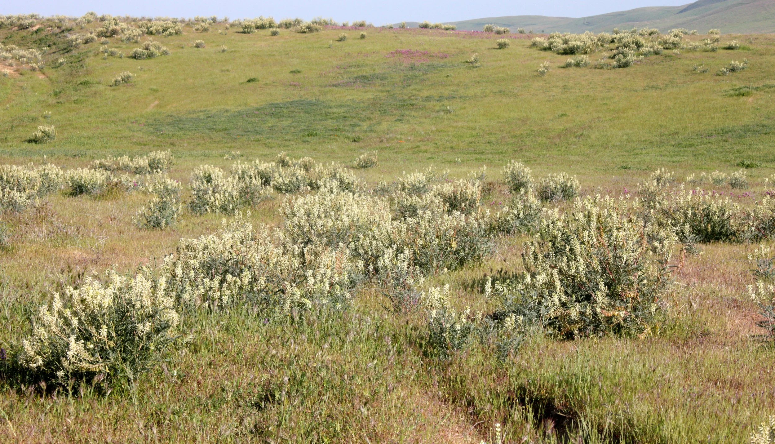 FABACEAE - ASTRAGALUS OXYPHYSUS - MILK VETCH - CARRIZO PLAIN NATIONAL MONUMENT CALIFORNIA (3).JPG