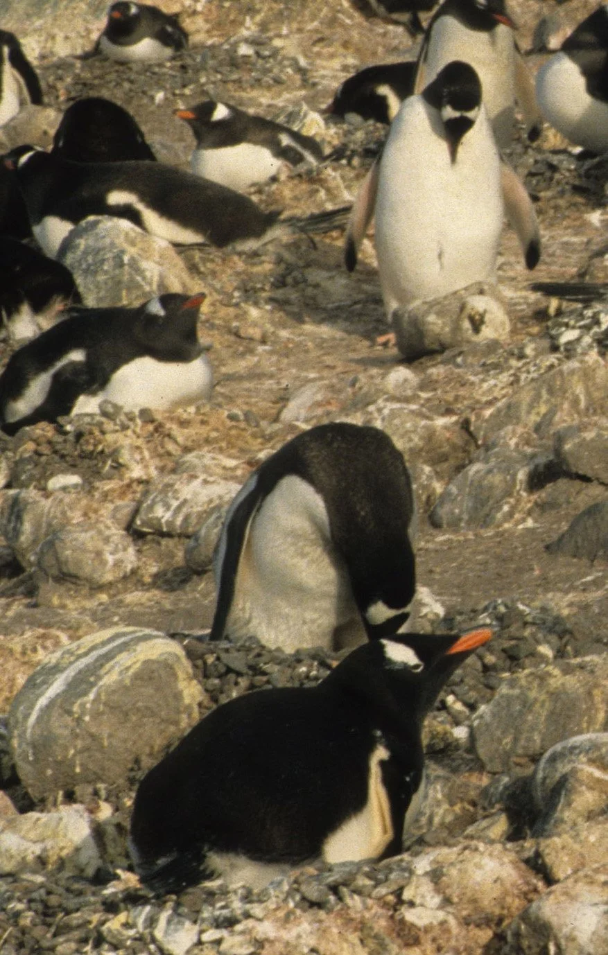 Gentoo Penguin (Pygoscelis papua) Danco Island Antarctic Peninsula (7).jpg