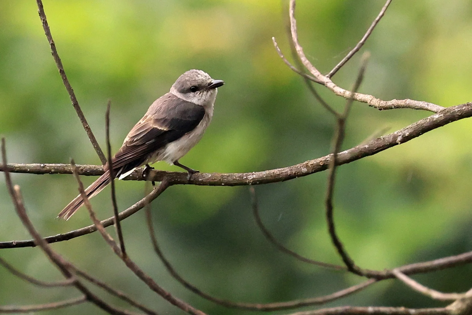 Brown-rumped Minivet (Pericrocotus cantonensis) Khao Yai National Park Feb 2026