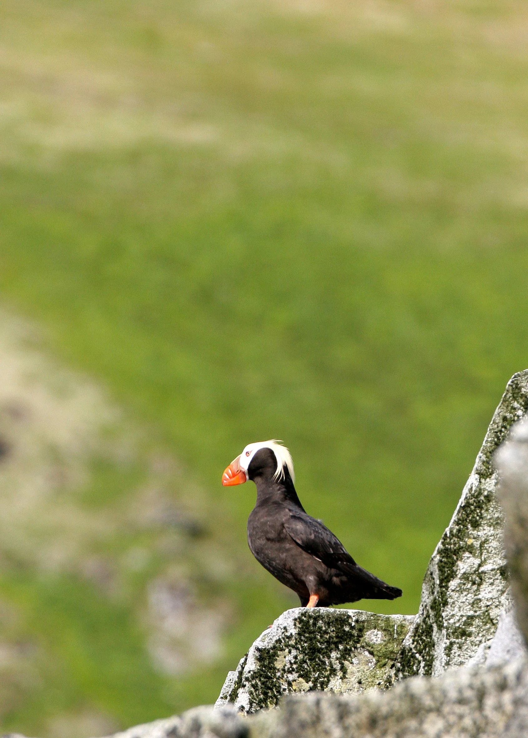 Fratercula cirrhata - TUFTED PUFFIN - COMMANDER ISLANDS (14).jpg