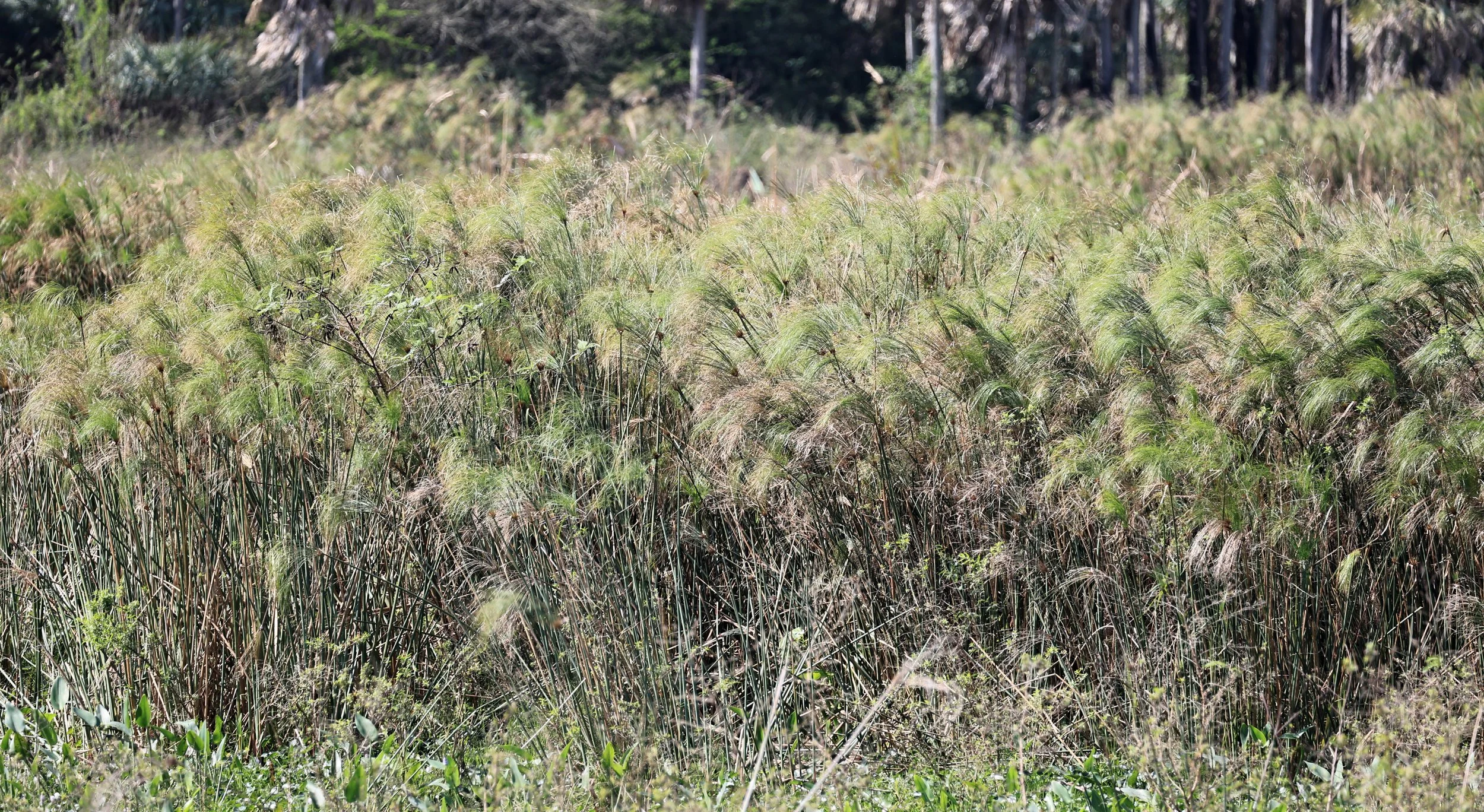 Mexican Papyrus  Piripiri (Cyperus giganteus) Asuncion Paraguay