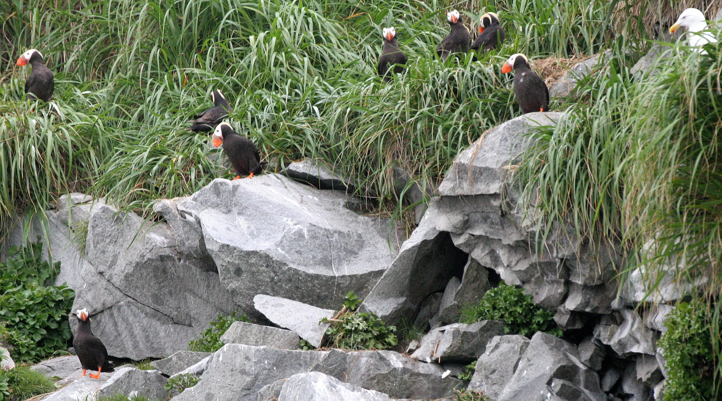 Fratercula cirrhata - TUFTED PUFFIN - COAST OF KAMCHATKA (54).jpg