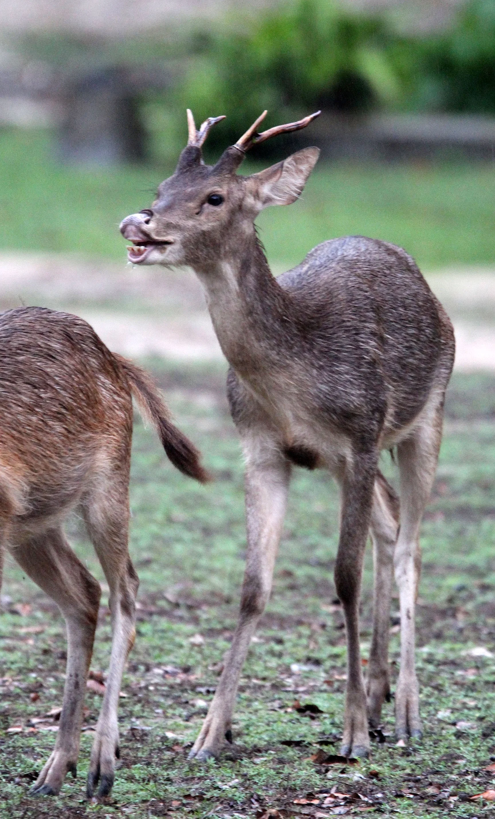 Rusa timorensis russa - JAVAN RUSA DEER - UJUNG KULON NATIONAL PARK - JAVA BARAT INDONESIA (10).JPG