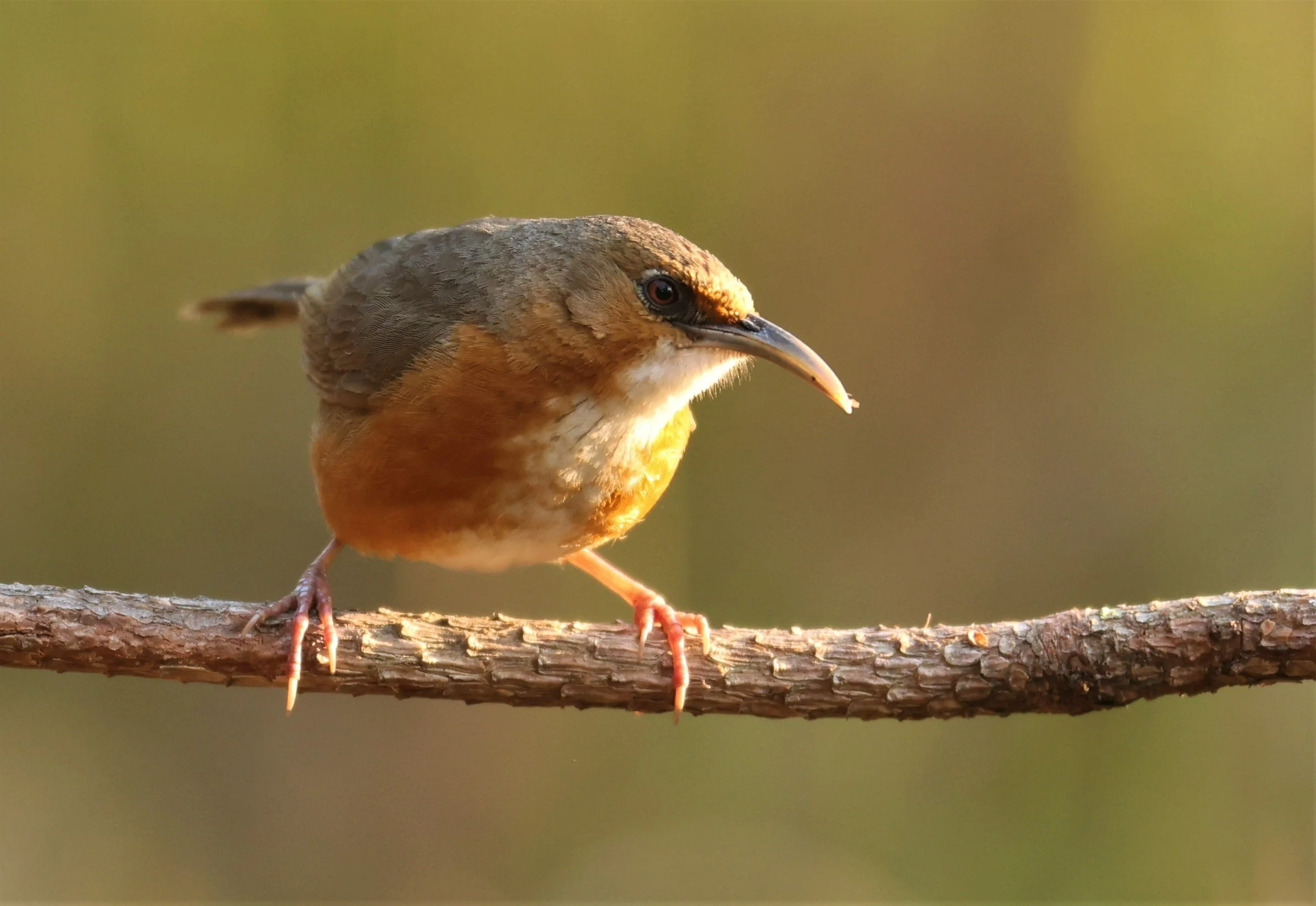 SCIMITAR BABBLER - RUSTY-CHEEKED SCIMITAR BABBLER - Erythrogenys erythrogenys - DOI SAN JU (DOI LANG WEST) FEB 2022 (3).jpg