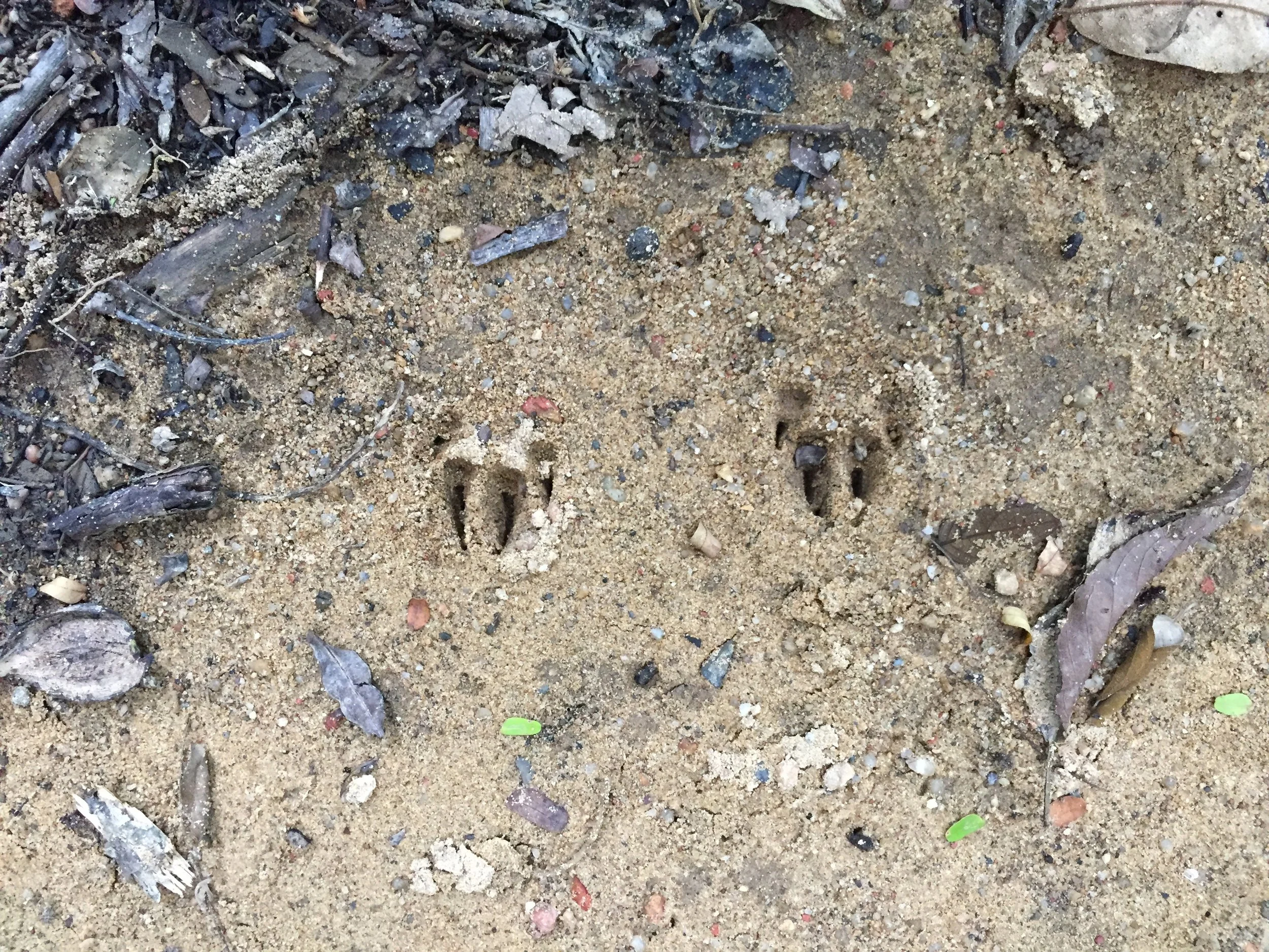 2015 Koh Lanta Garden with Pangolin Tracks & Nature.jpg