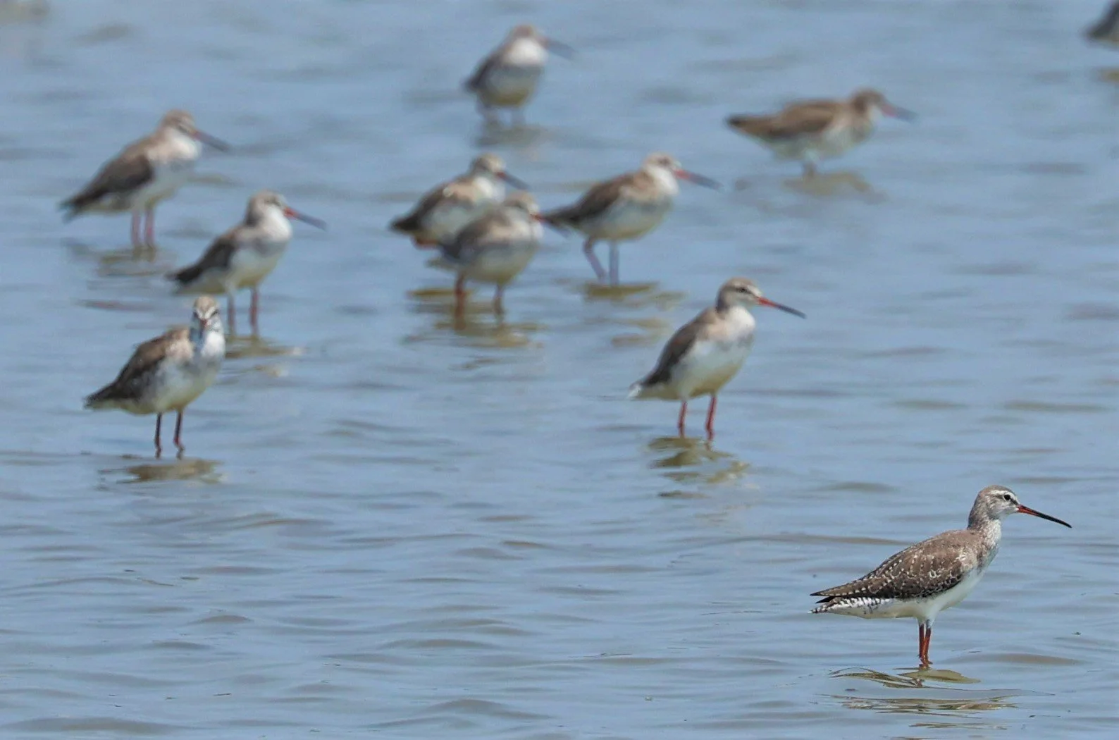 REDSHANK - SPOTTED REDSHANK - Tringa erythropus - LAEM PAK BIA MARCH 2022 (1).jpg