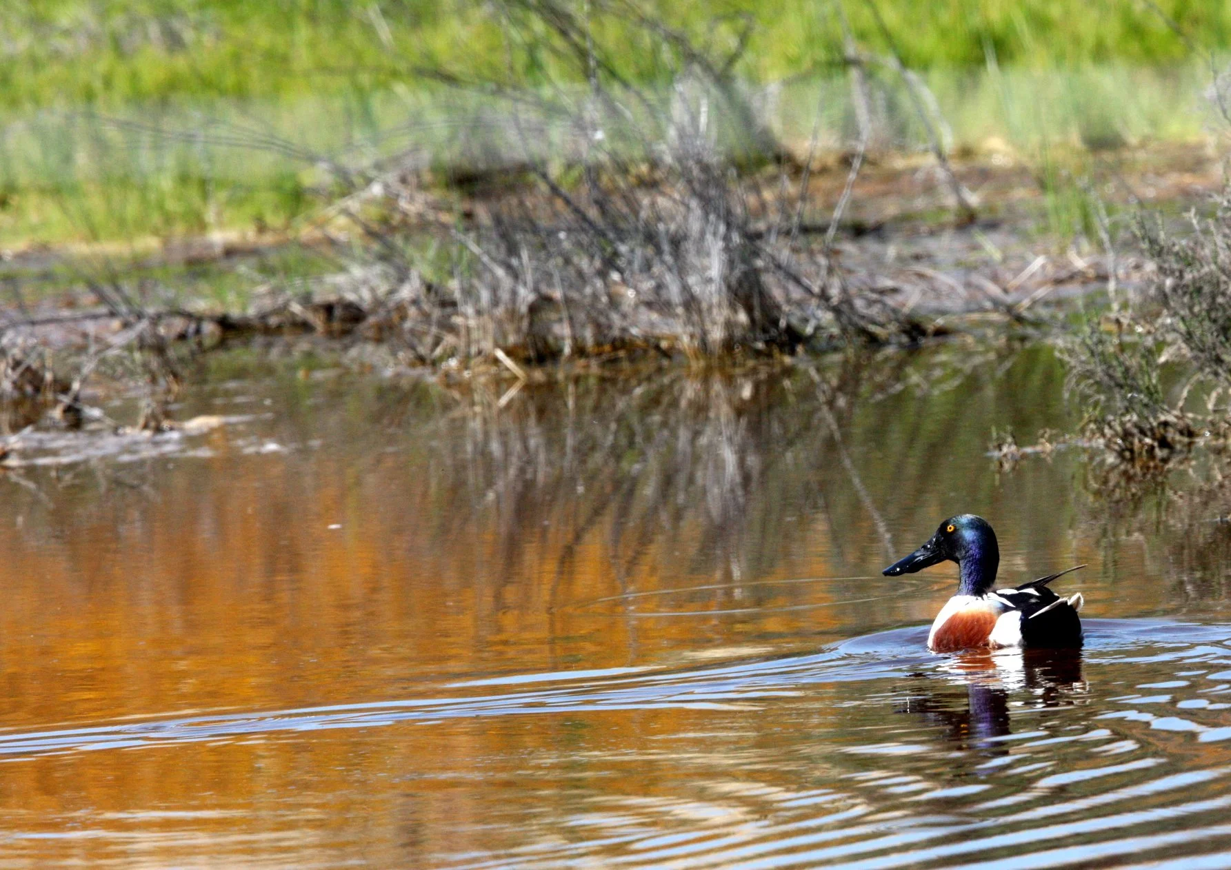 SHOVELER - NORTHERN SHOVELER - Spatula clypeata - KERN NATIONAL WILDLIFE REFUGE CALIFORNIA (2).JPG