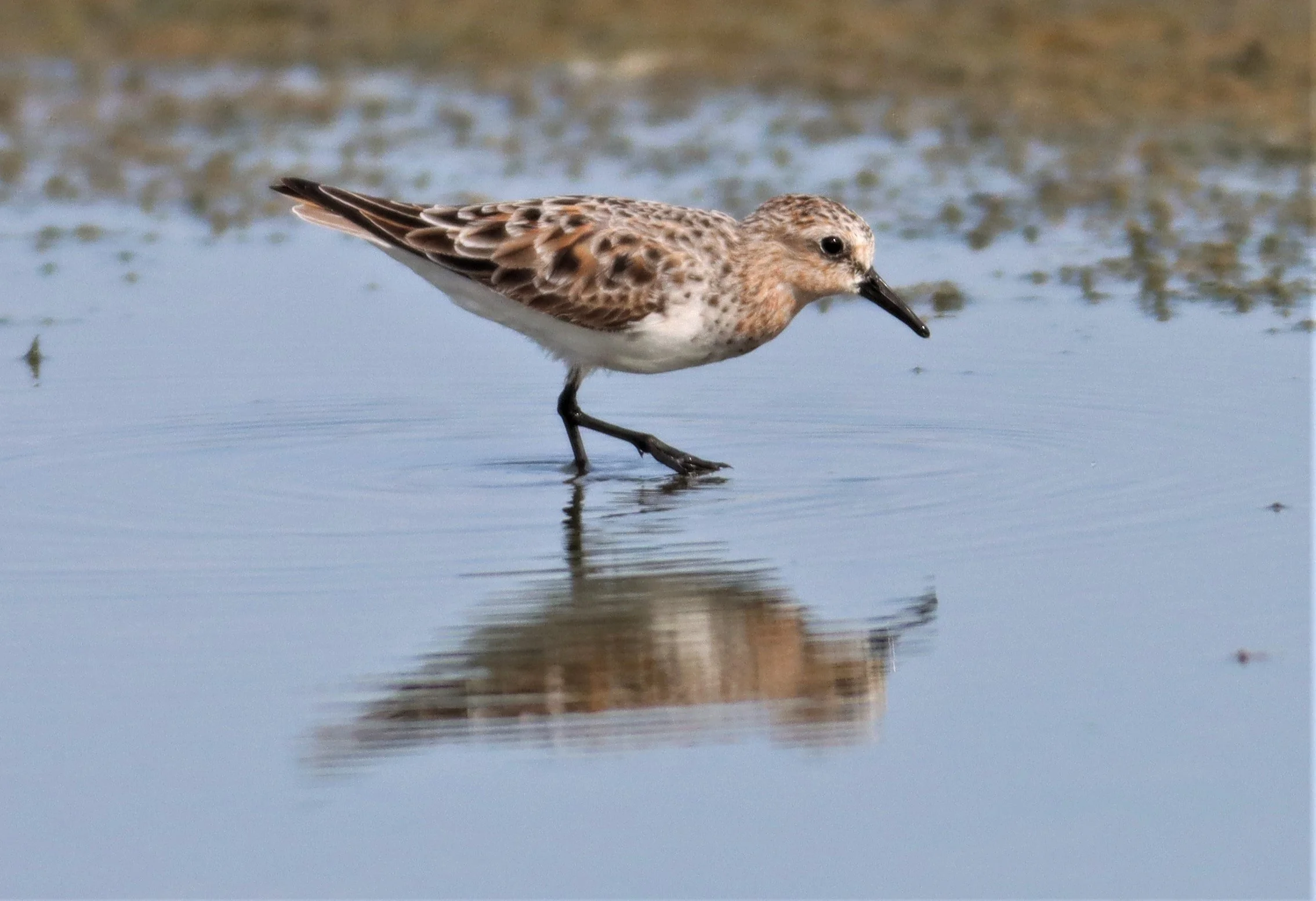 STINT - RED-NECKED STINT - Calidris ruficolis - KING'S GREEN CAVIAR PROJECT PETBURI (12).jpg