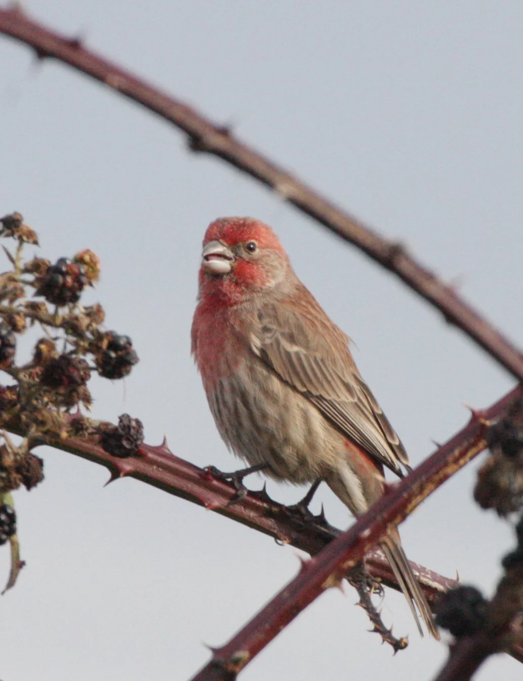 House Finch (Haemorhous mexicanus) Jamestown Washington (16).JPG