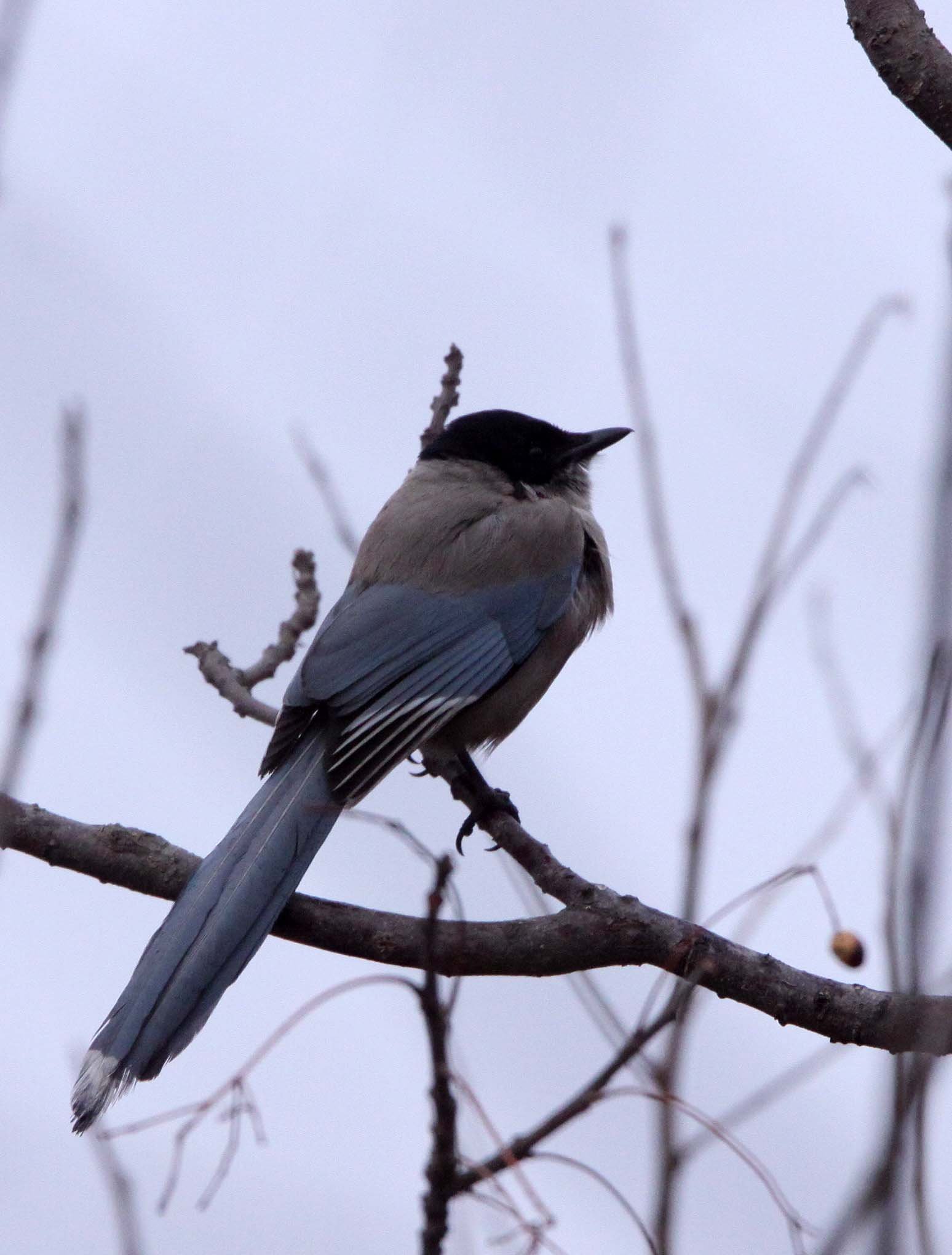 BIRD - MAGPIE - AZURE-WINGED MAGPIE- YANCHENG CHINA (10).JPG