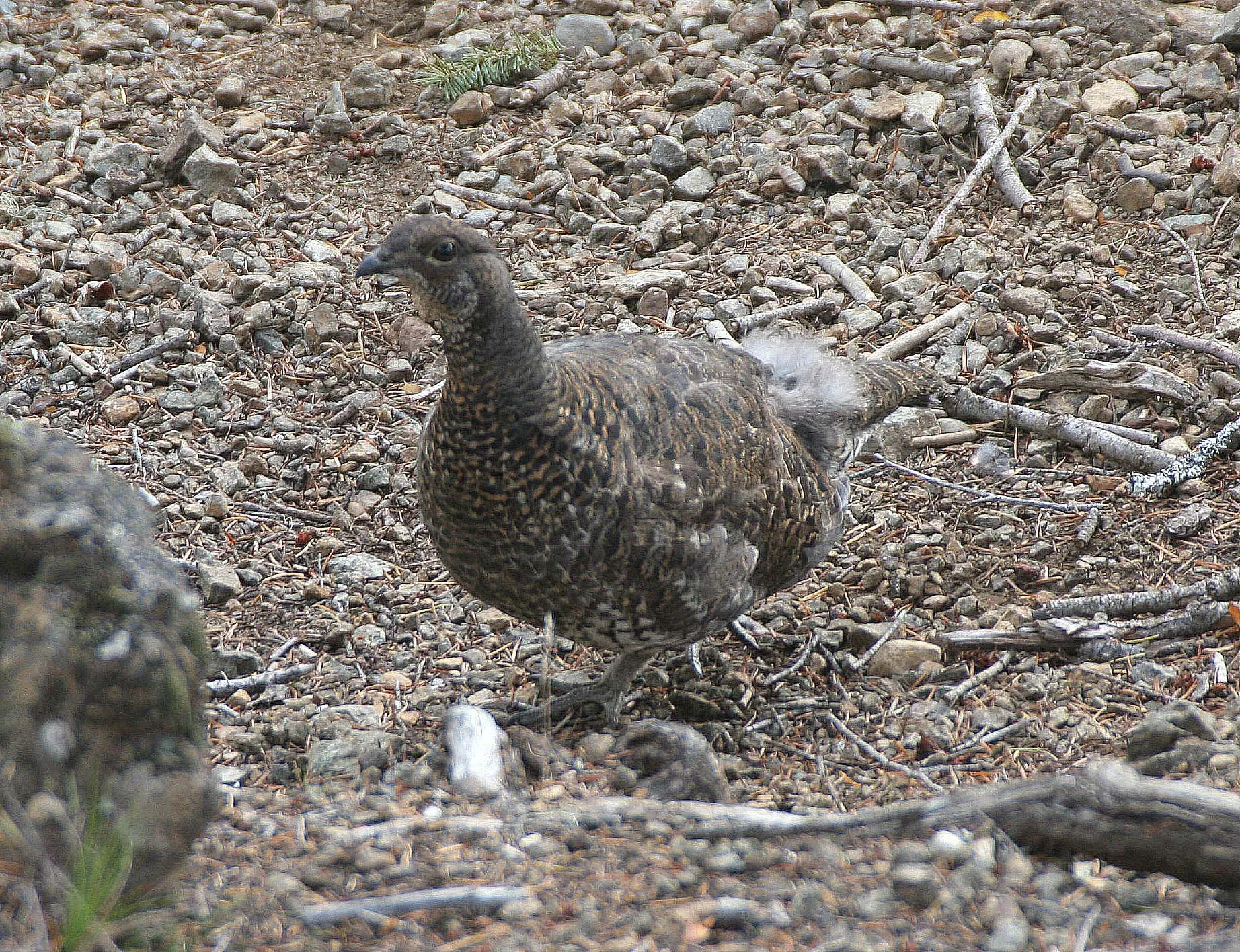 Sooty (Blue) Grouse (Dendragapus fuliginosus) — Coke Smith Wildlife