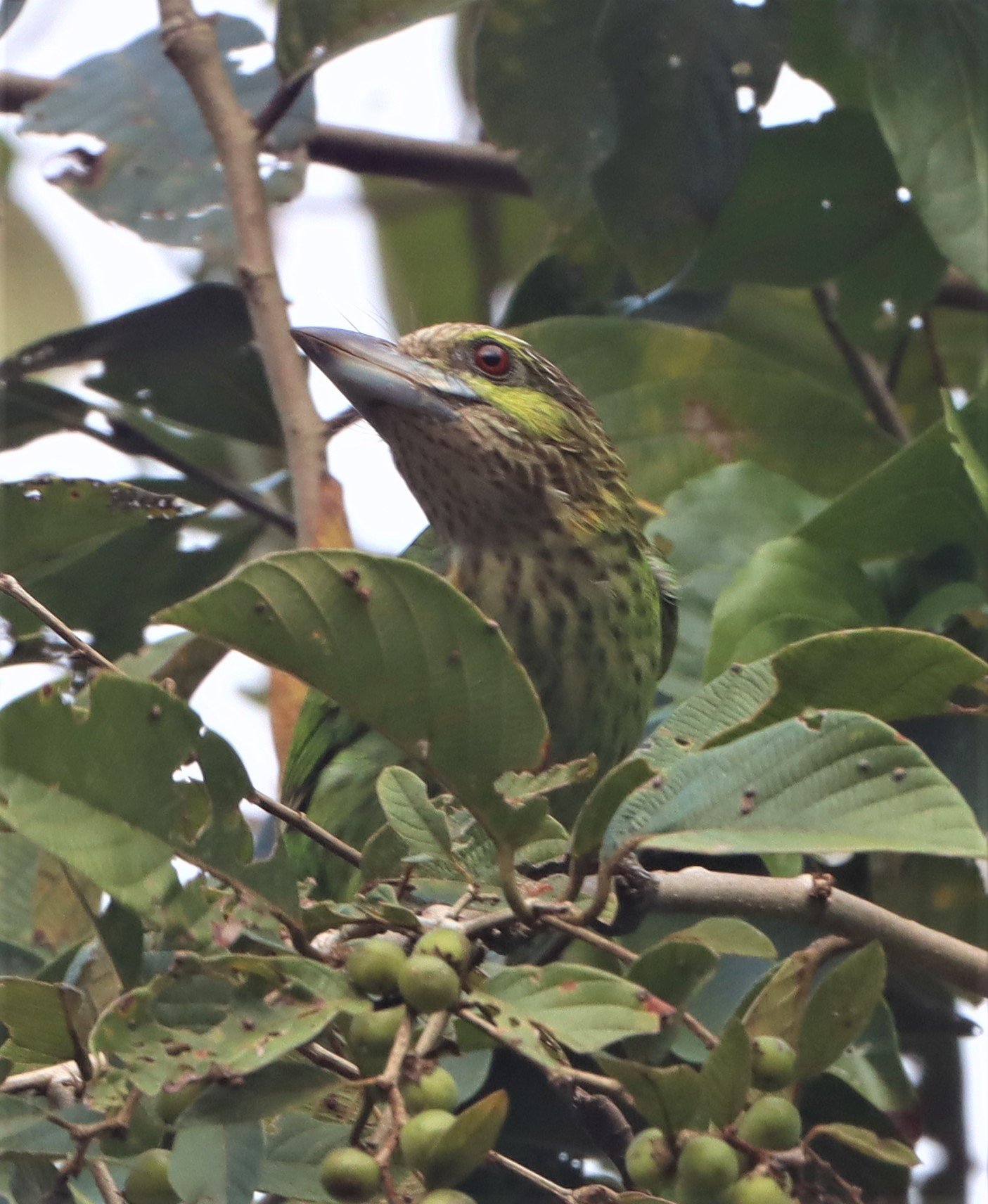 BARBET - LINEATED BARBET - Megalaima lineata - KHAENG KRACHAN 2021 (4).jpg