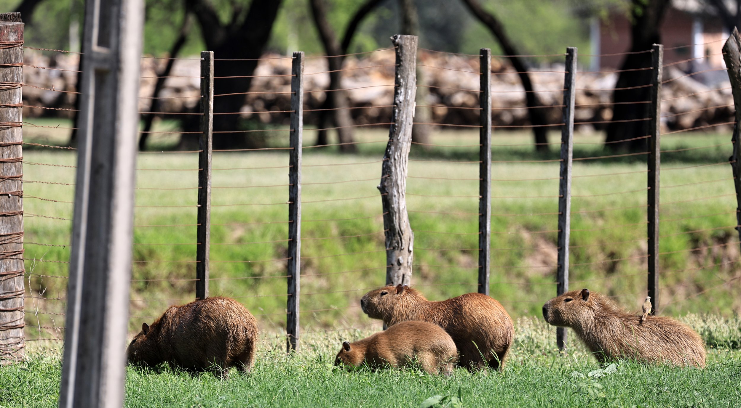 Capybara (Hydrochoerus hydrochaeris) Loma Plata Paraguay - Brunnen Strasse (8).jpg