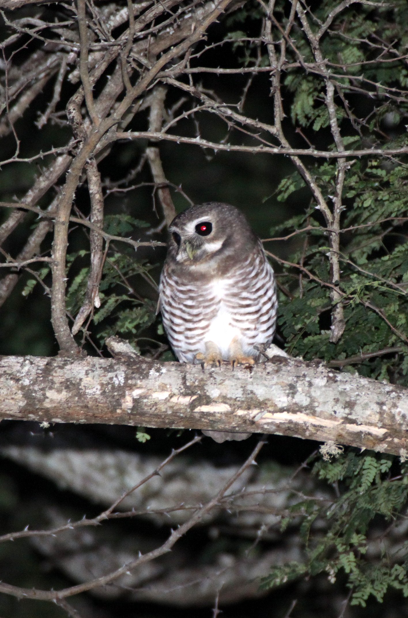 Athene superciliaris - WHITE-BROWED OWL - BERENTY RESERVE MADAGASCAR (10).JPG
