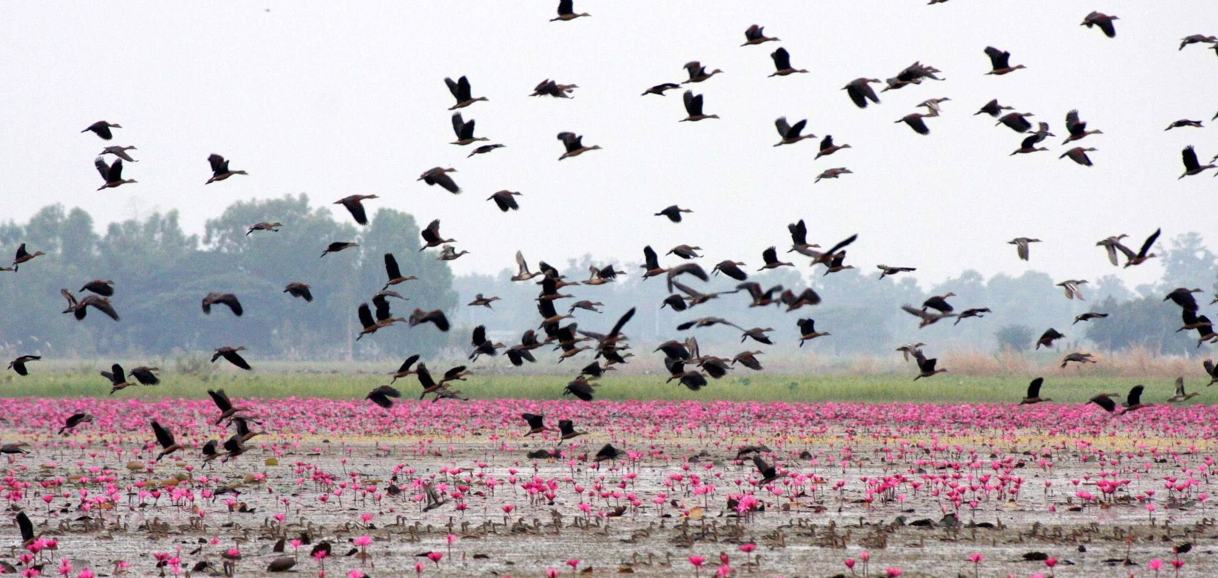 DUCK - LESSER WHISTLING DUCK  - Dendrocygna javanica - BUENG BORAPHET THAILAND (26).JPG