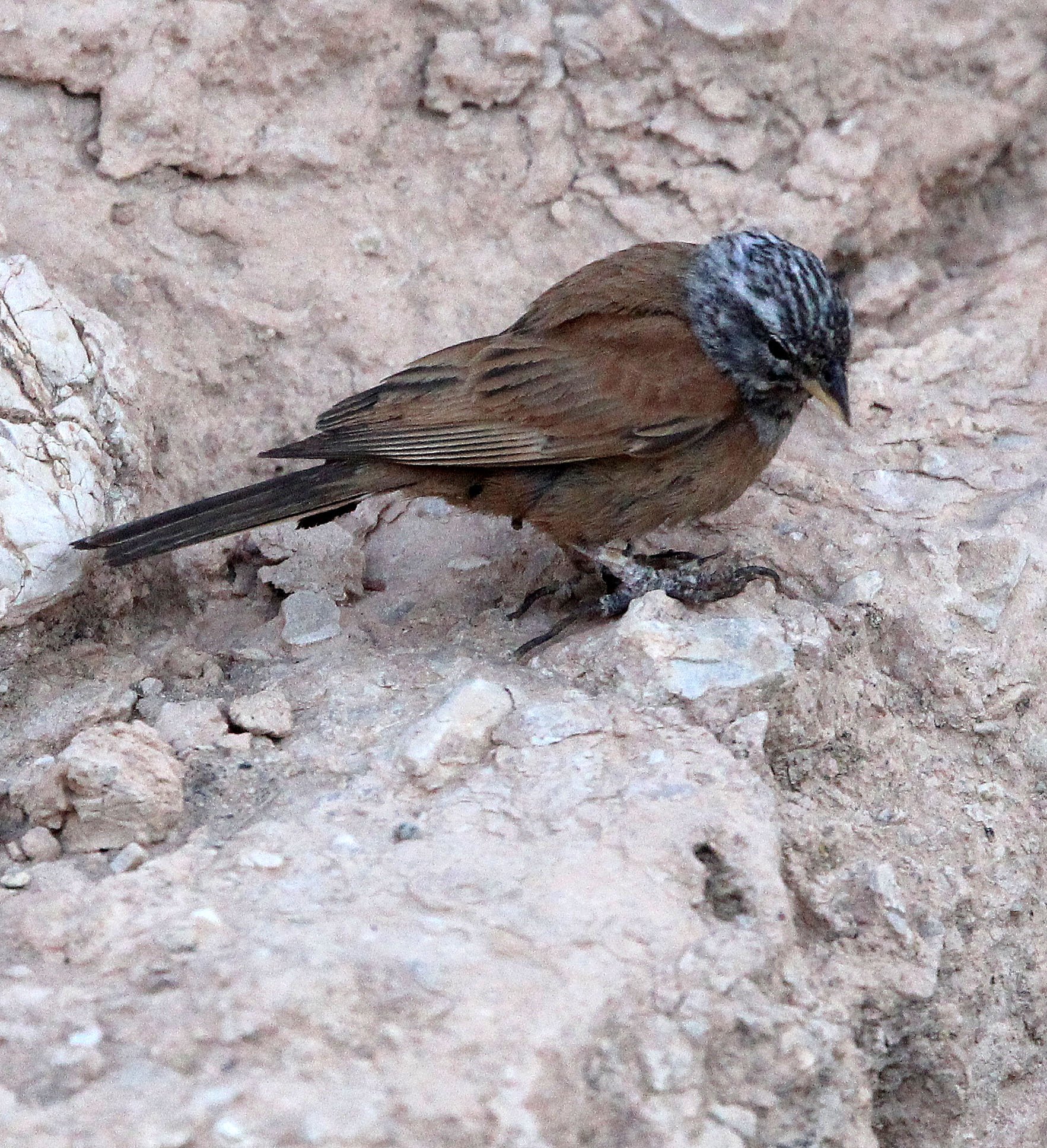 House Bunting (Emberiza sahari) Sened Village Atlas Mountians Tunisia (2).JPG