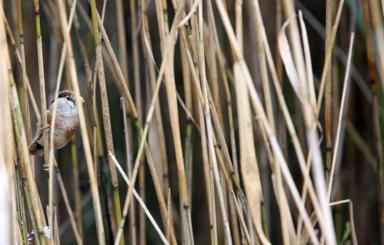BIRD - PARROTBILL - REED PARROTBILL -  NANKOU, RUDONG, CHINA (7).JPG