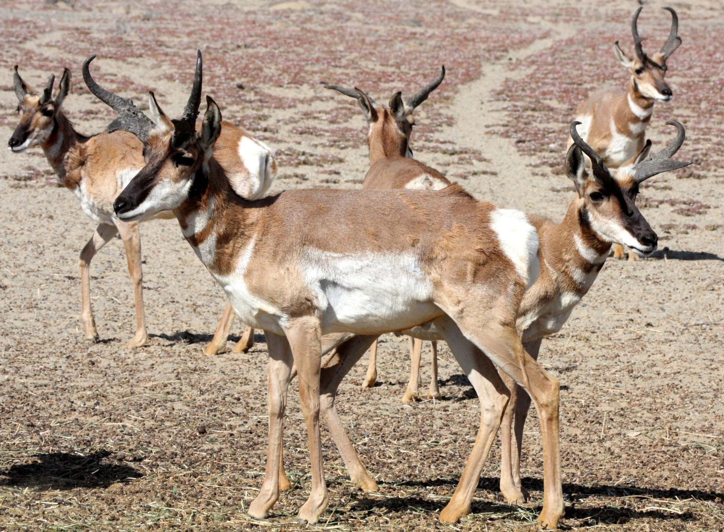 Antilocapra americana peninsularis - PENINSULAR PRONGHORN ANTELOPE - VIZCAINO BIOSPHERE RESERVE BAJA MEXICO (23).JPG