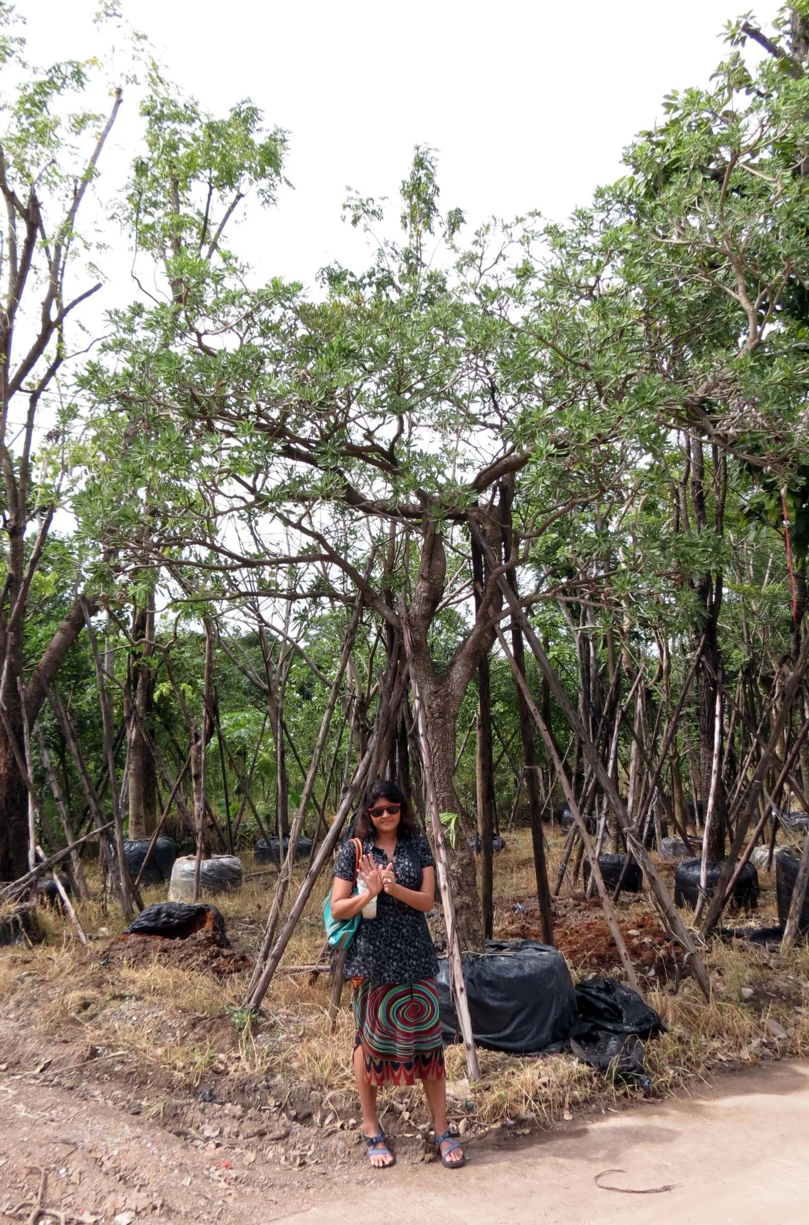 2013 Nakhon Nayok Nursery Region Khlong 15 Area (13).JPG