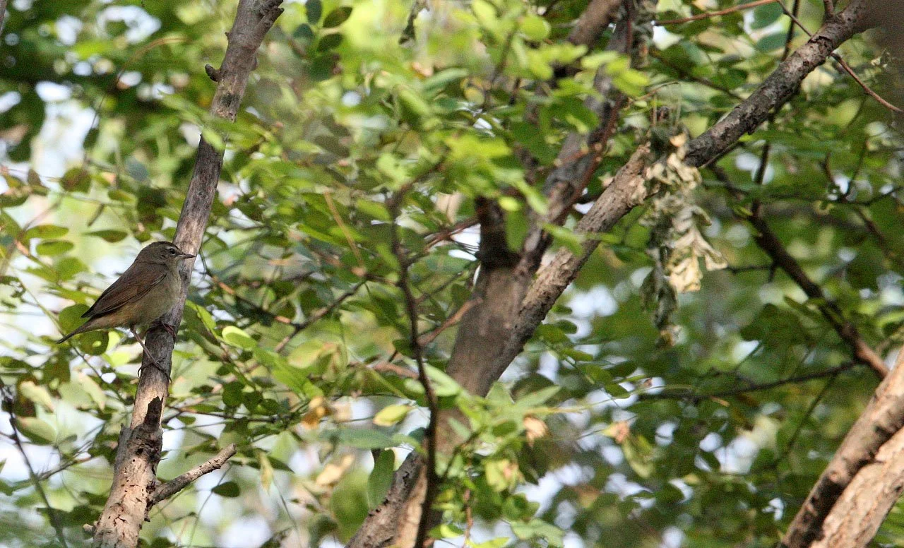 Eyebrowed thrush (Turdus obscurus) Nankou Rudong China (5).JPG