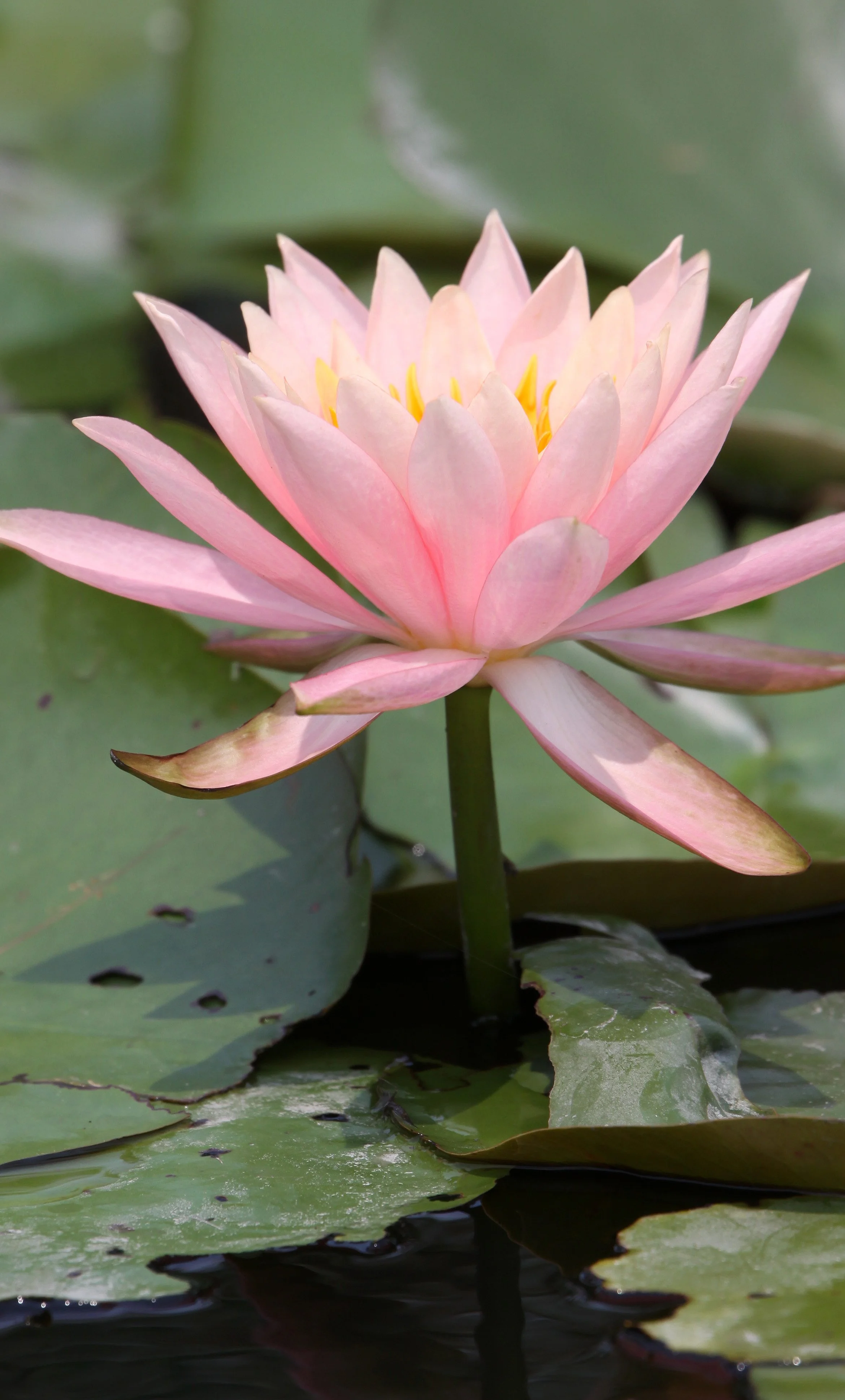 MAI PO WETLANDS HONG KONG (33).JPG