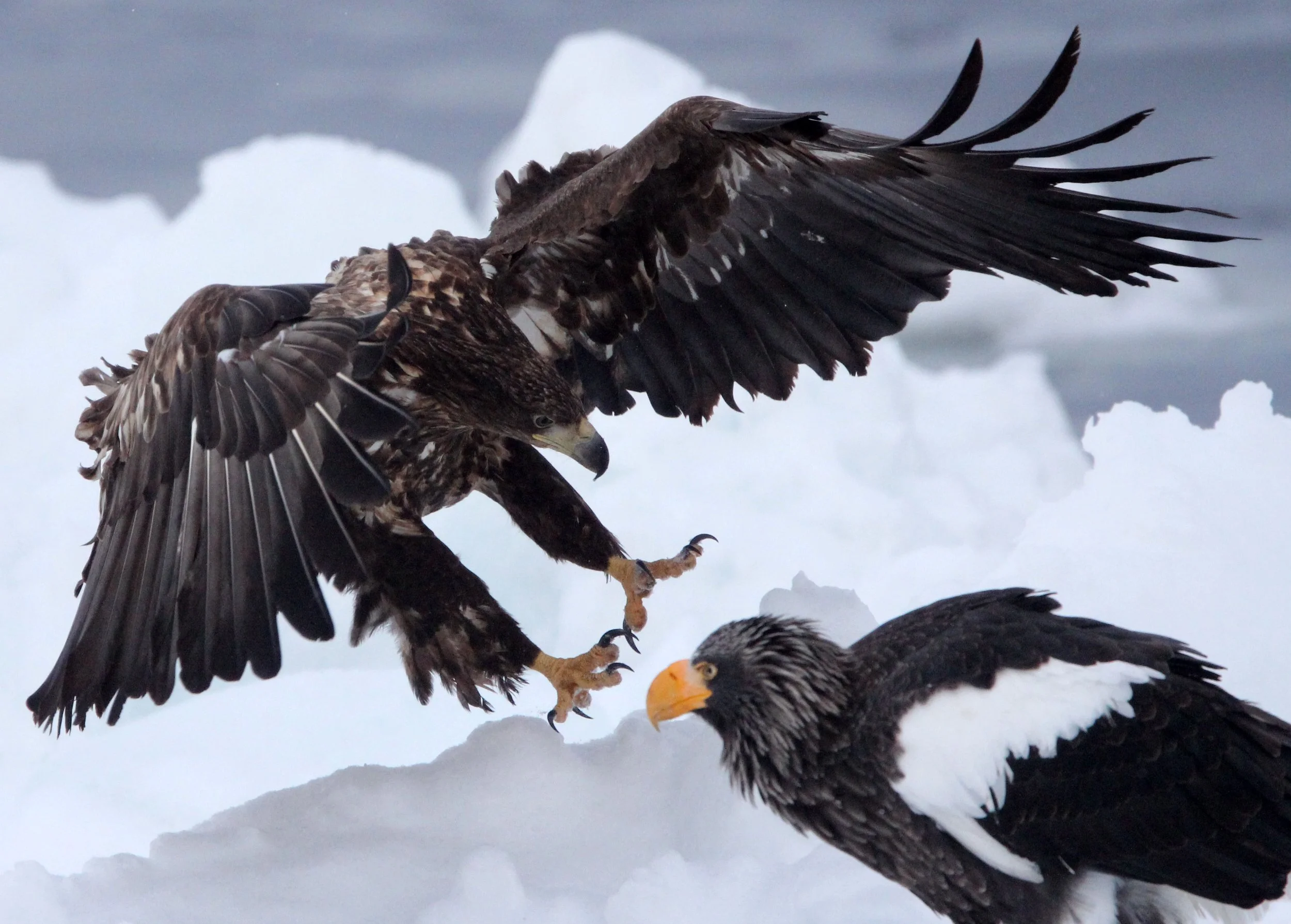 Haliaeetus albicilla - WHITE-TAILED EAGLE - RAUSU, SHIRETOKO PENINSULA, HOKKAIDO JAPAN (274).JPG